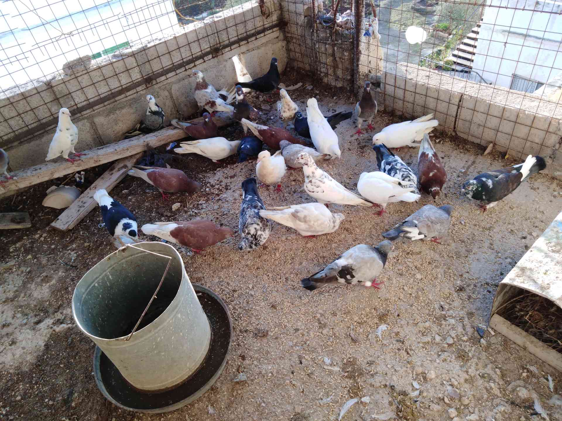 حمام بلدي                                            


	 				لا تنسَ أنك شاهدت هذا الإعلان في عنكبوت            
	 				
                                20 جوز حمام بلدي كله شغال...