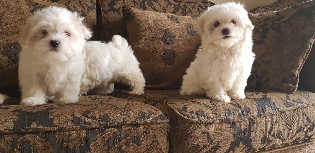 Imported maltese
لا تنسَ أنك شاهدت هذا الإعلان في عنكبوت
Imported Maltese Dogs
The parents h...