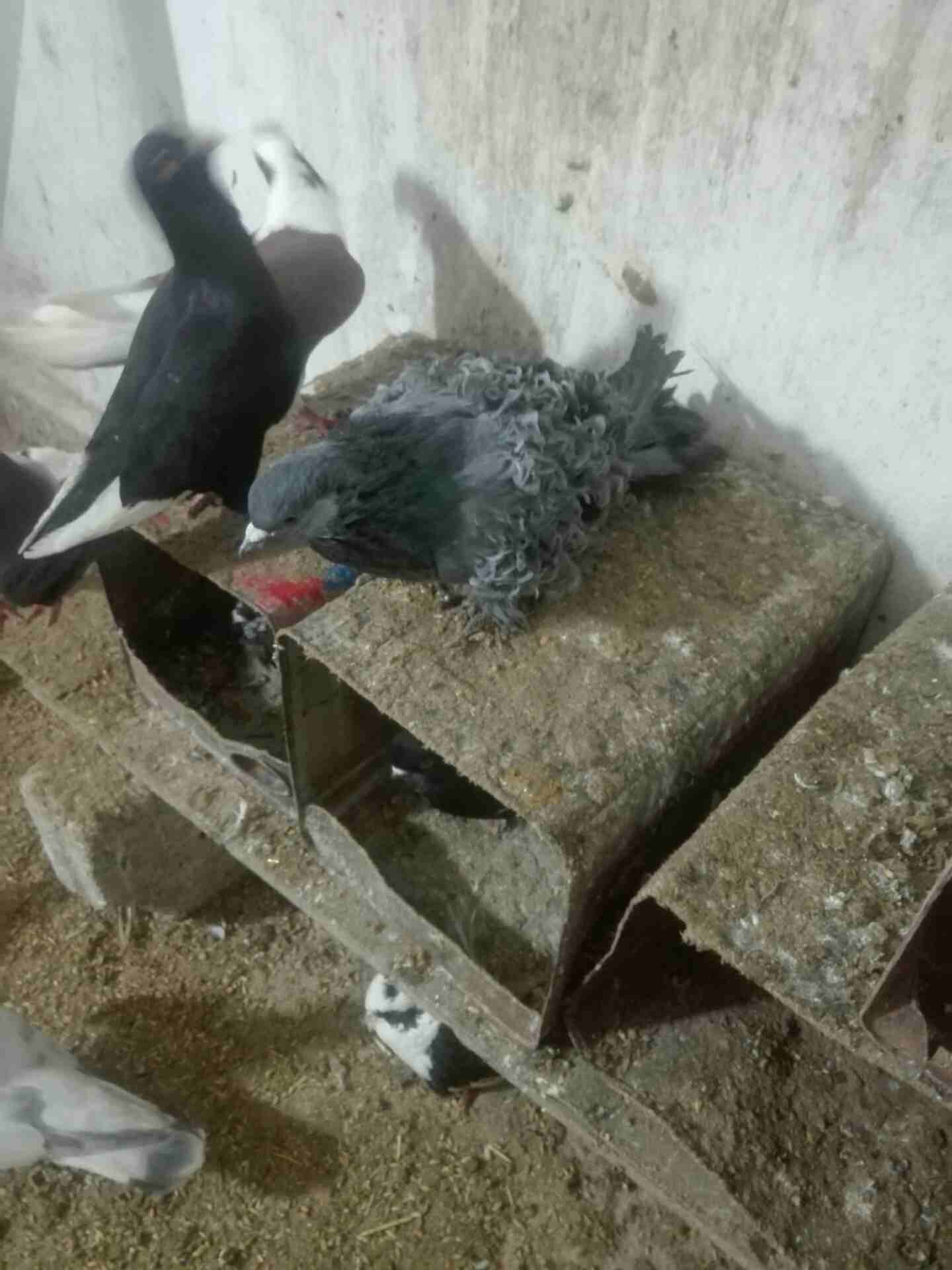 فحل نيقروه                                            


	 				لا تنسَ أنك شاهدت هذا الإعلان في عنكبوت            
	 				
                            فحل شغال                        

	 				رقم...