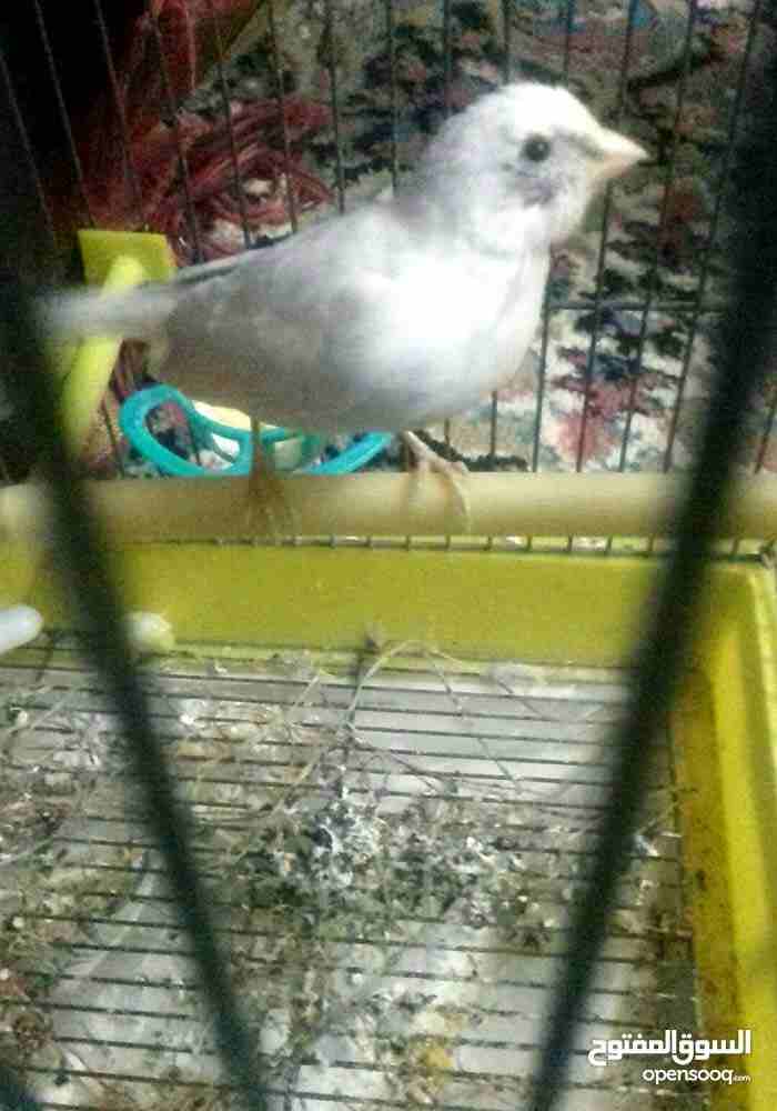 طيره بكريه
لا تنسَ أنك شاهدت هذا الإعلان في عنكبوت
بسم الله ما شاء الله
طيره بكريه اول خيرها
الس...