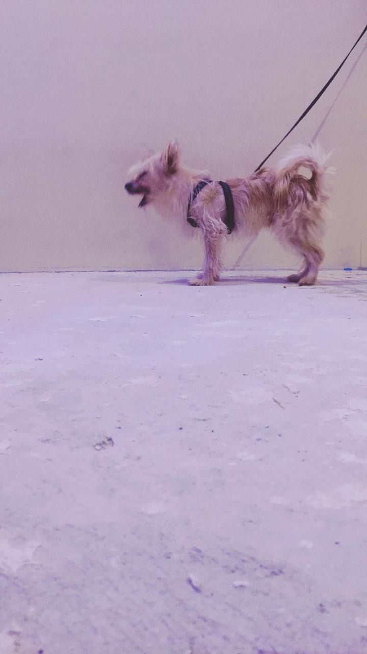 كلب للبيع فرنسي
لا تنسَ أنك شاهدت هذا الإعلان في عنكبوت
كلب فرنسي دلع للبيع سليم ونضيف يعرف ا...