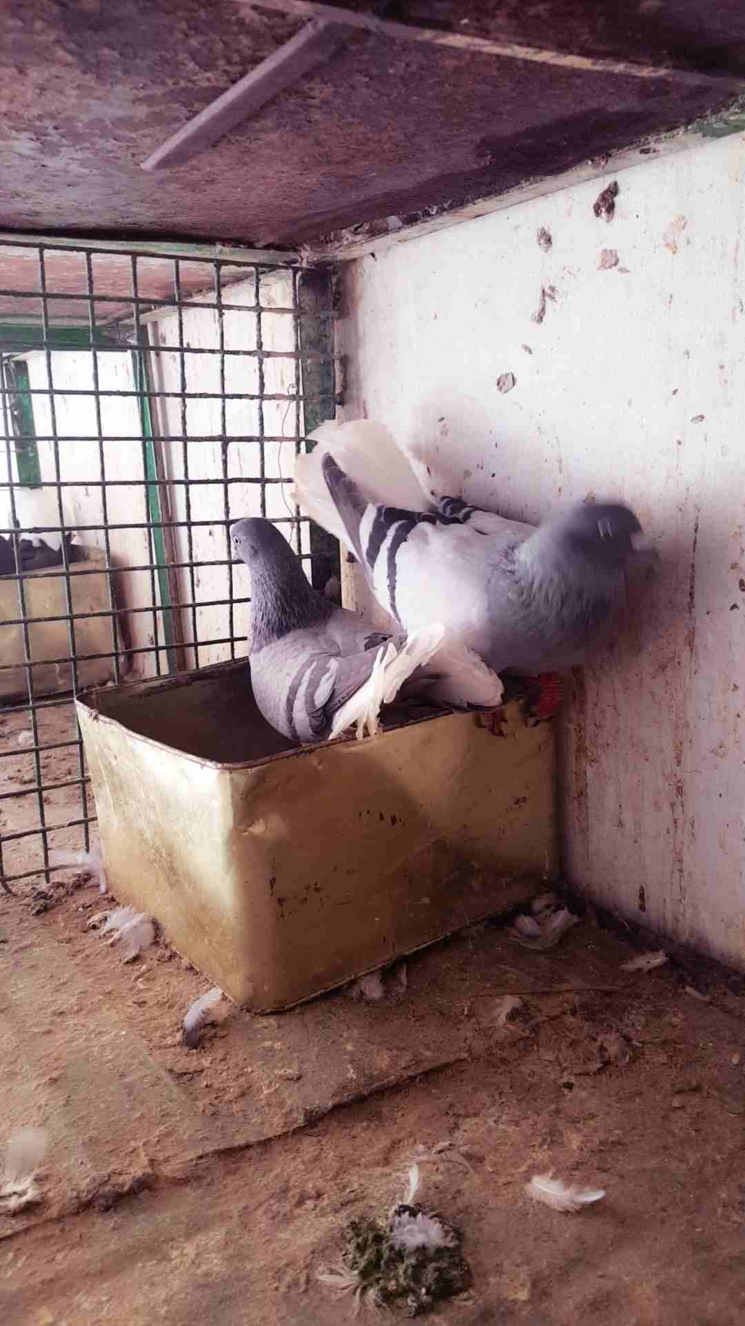 حمام جواز شغاله 100% بدل على كنار
لا تنسَ أنك شاهدت هذا الإعلان في عنكبوت
جواز حمام شغاله مع فراخ...