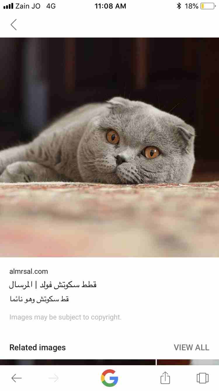 بس دكر نوع سكوتش للبيع                                            


	 				لا تنسَ أنك شاهدت هذا الإعلان في عنكبوت            
	 				
                            قط ذكر عمره سبع شهور للبيع ماخذ جم...