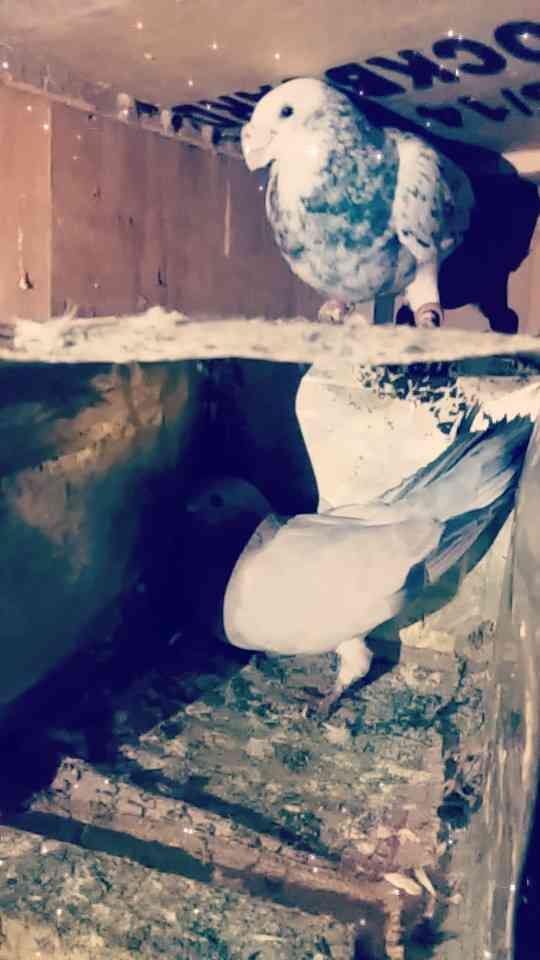مستنده                                            


	 				لا تنسَ أنك شاهدت هذا الإعلان في عنكبوت            
	 				
                                اجواز حمام كشامره و وبلدي على بنيه و ادب بنيه...