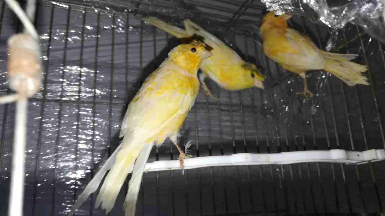3 ذكور كنار
لا تنسَ أنك شاهدت هذا الإعلان في عنكبوت
السلام عليكم ورحمه الله وبركاته
اسعد الله اوق...