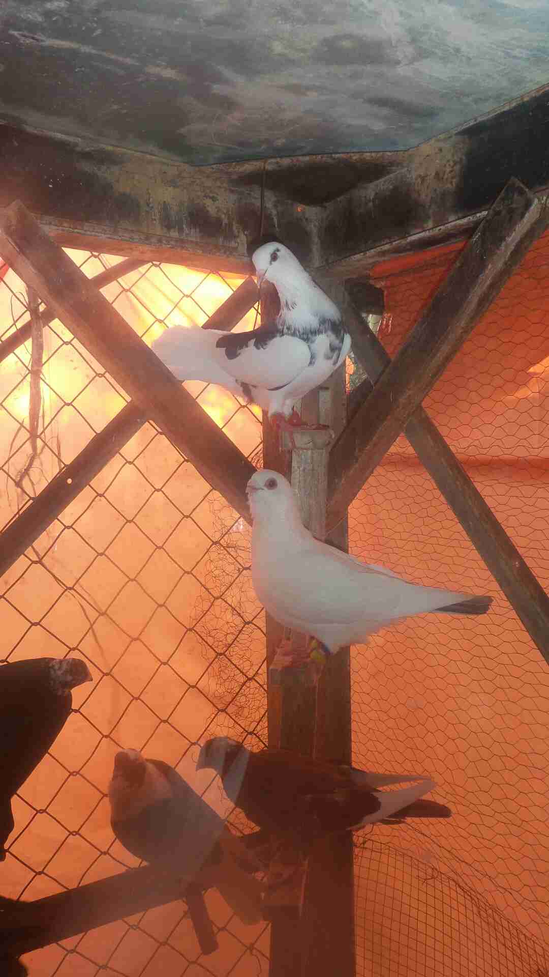 في  40حبه كلها نخب مافيها طير كبير وفيها 4طواير اسماء                                            


	 				لا تنسَ أنك شاهدت هذا الإعلان في عنكبوت...