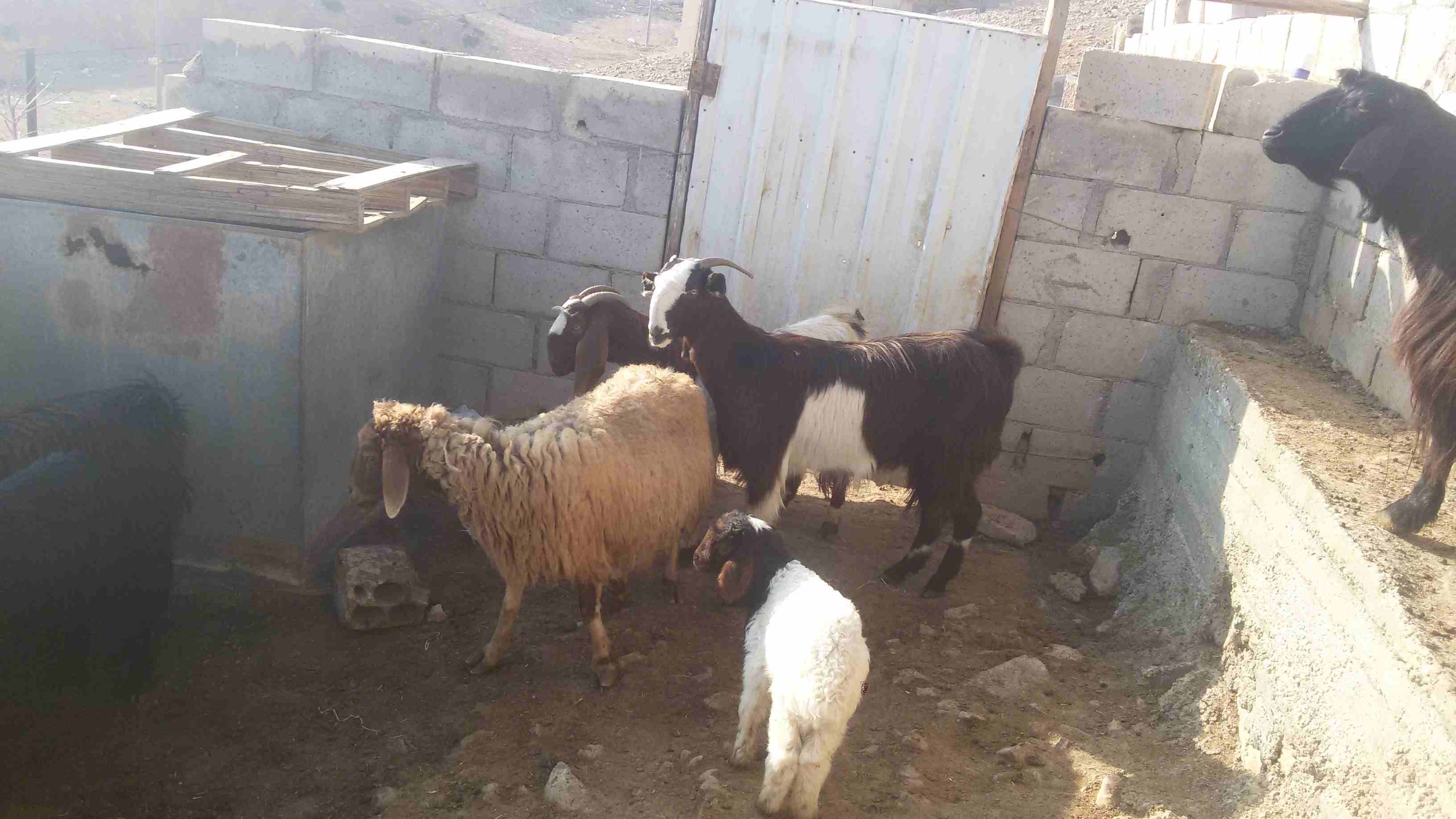 ماعز وغنم للبيع
لا تنسَ أنك شاهدت هذا الإعلان في عنكبوت
5 ثنايا هادات
1عنز هاده
2 نعجتين معهن خ...
