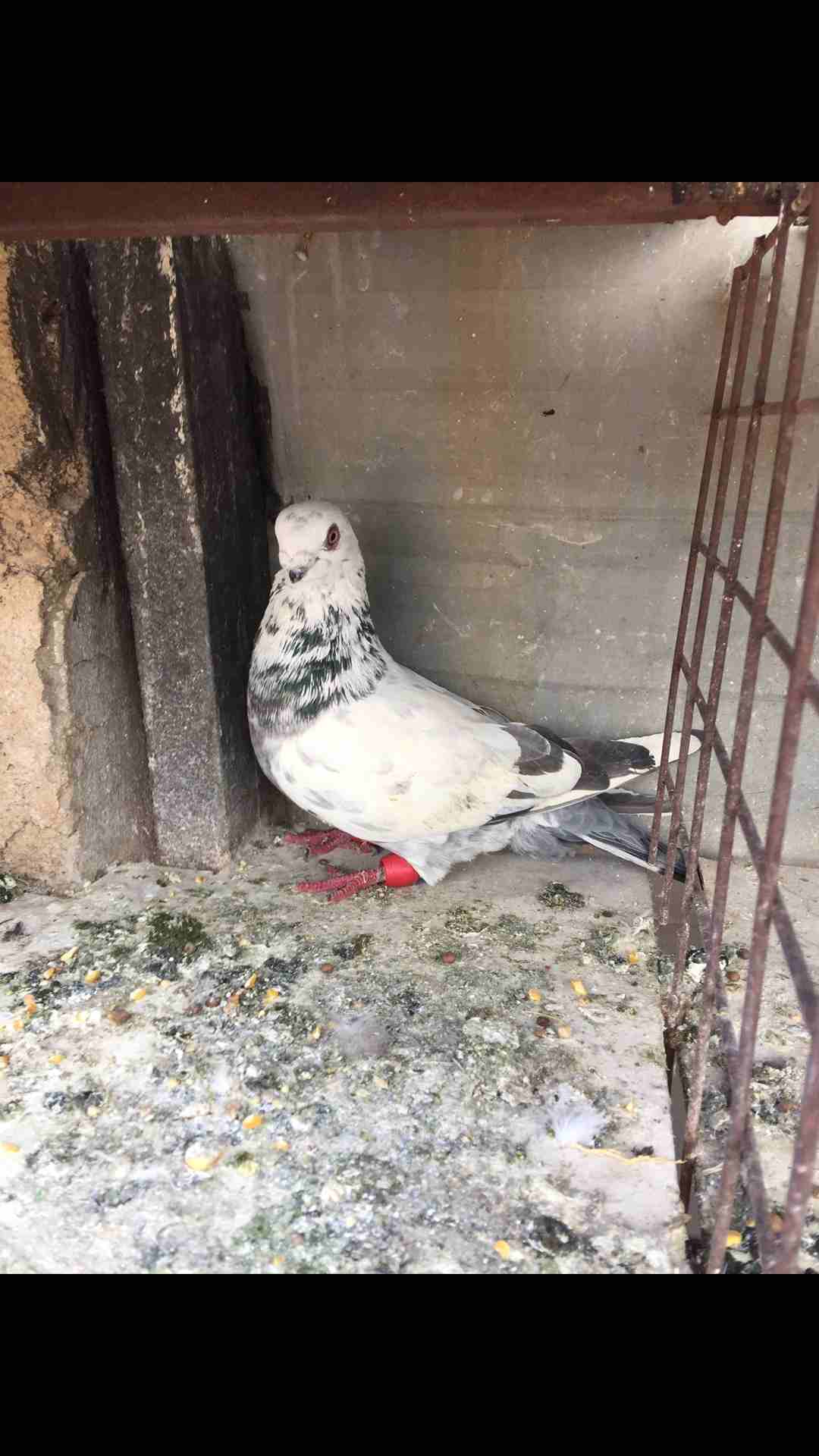 9طيور كش للبيع بسعر مغري
لا تنسَ أنك شاهدت هذا الإعلان في عنكبوت
الطيور كش كلهم فحول
عدد 9 للبيع...