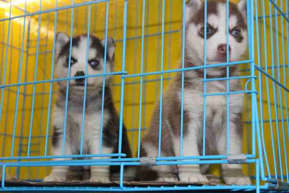 كلاب للبيع dogs for sale
لا تنسَ أنك شاهدت هذا الإعلان في عنكبوت
For sale
1-جراء هاسكي عمر 4...