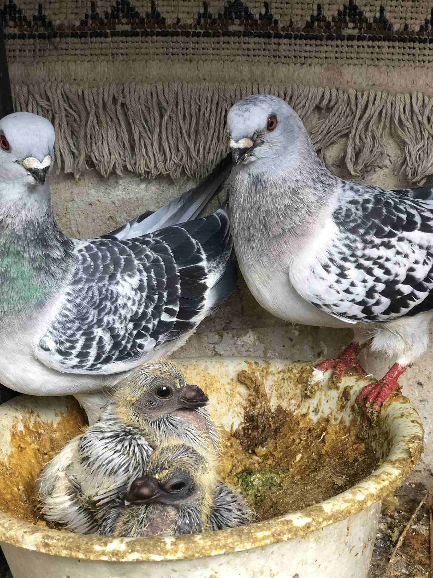 7 جواز شغاله للبيع بداعي الطفر بسعر الفجل اببلاش                                            


	 				لا تنسَ أنك شاهدت هذا الإعلان في عنكبوت            
	 				
                            جوزين عم...