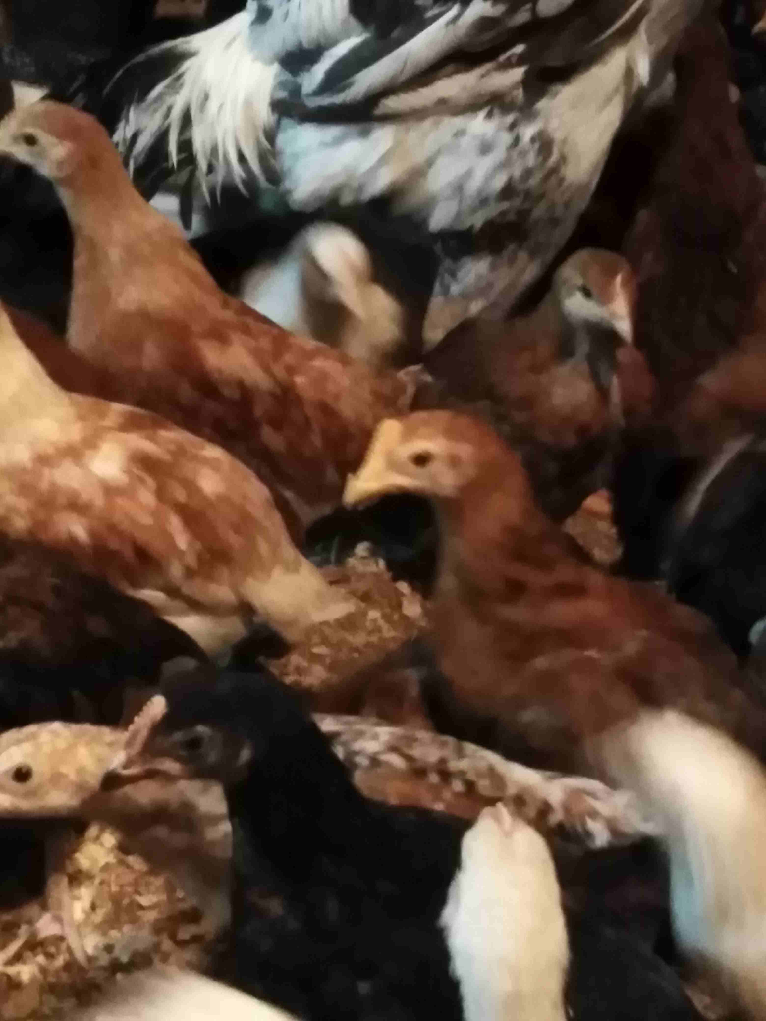 صوص هندي و بلدي عمر 60 يوم                                            


	 				لا تنسَ أنك شاهدت هذا الإعلان في عنكبوت            
	 				
                            صوص هندي و بلدي عمر 60 يوم الس...