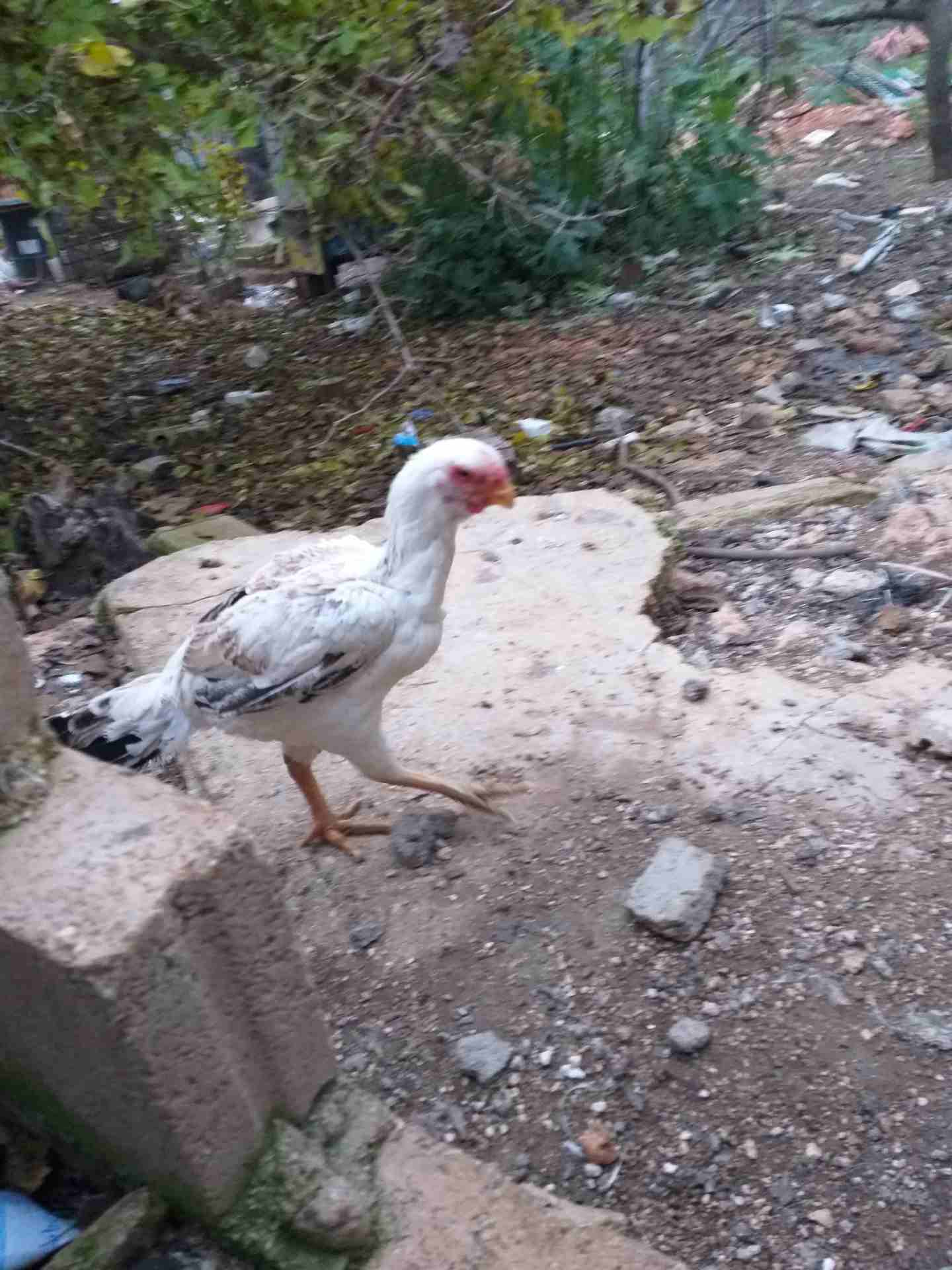 دجاجه فارسي للبيع                                            


	 				لا تنسَ أنك شاهدت هذا الإعلان في عنكبوت            
	 				
                            دجاجه فارسي للبيع...