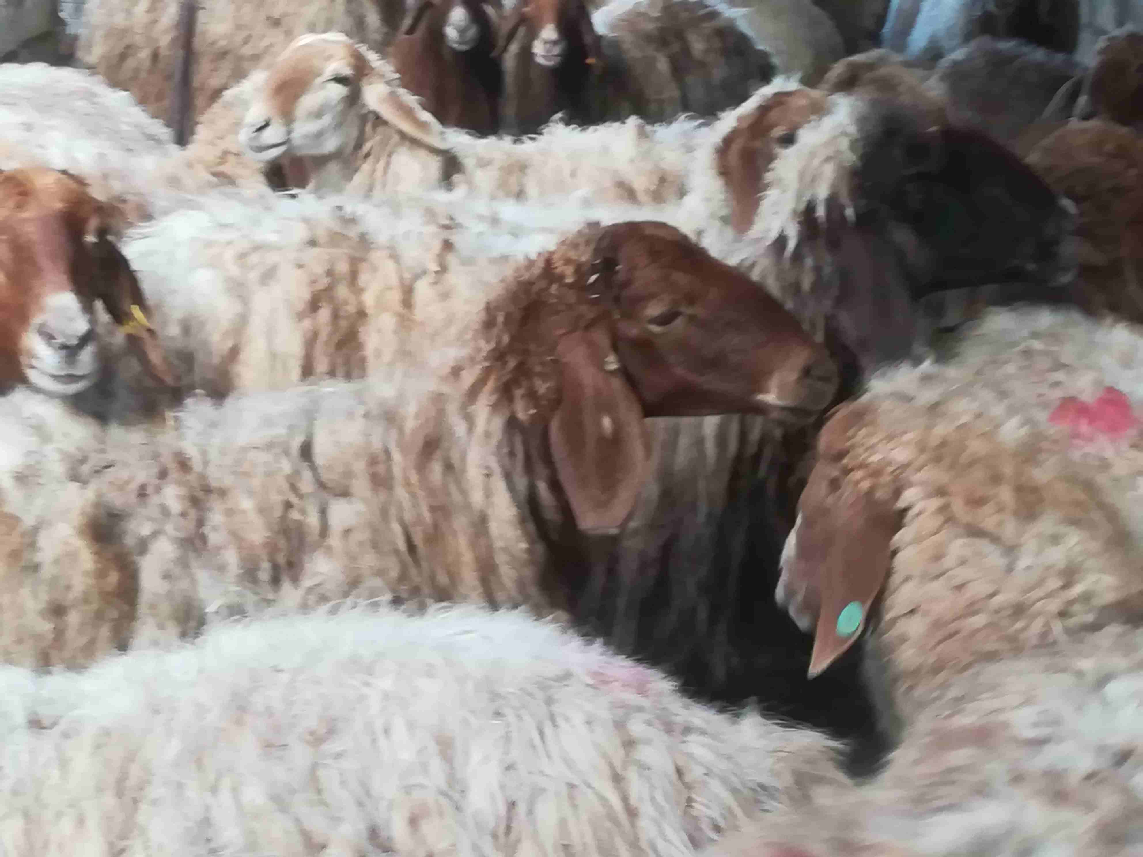 غنم معشير وا لحم                                            


	 				لا تنسَ أنك شاهدت هذا الإعلان في عنكبوت            
	 				
                            غنم معشير ولحم عدد 19...
