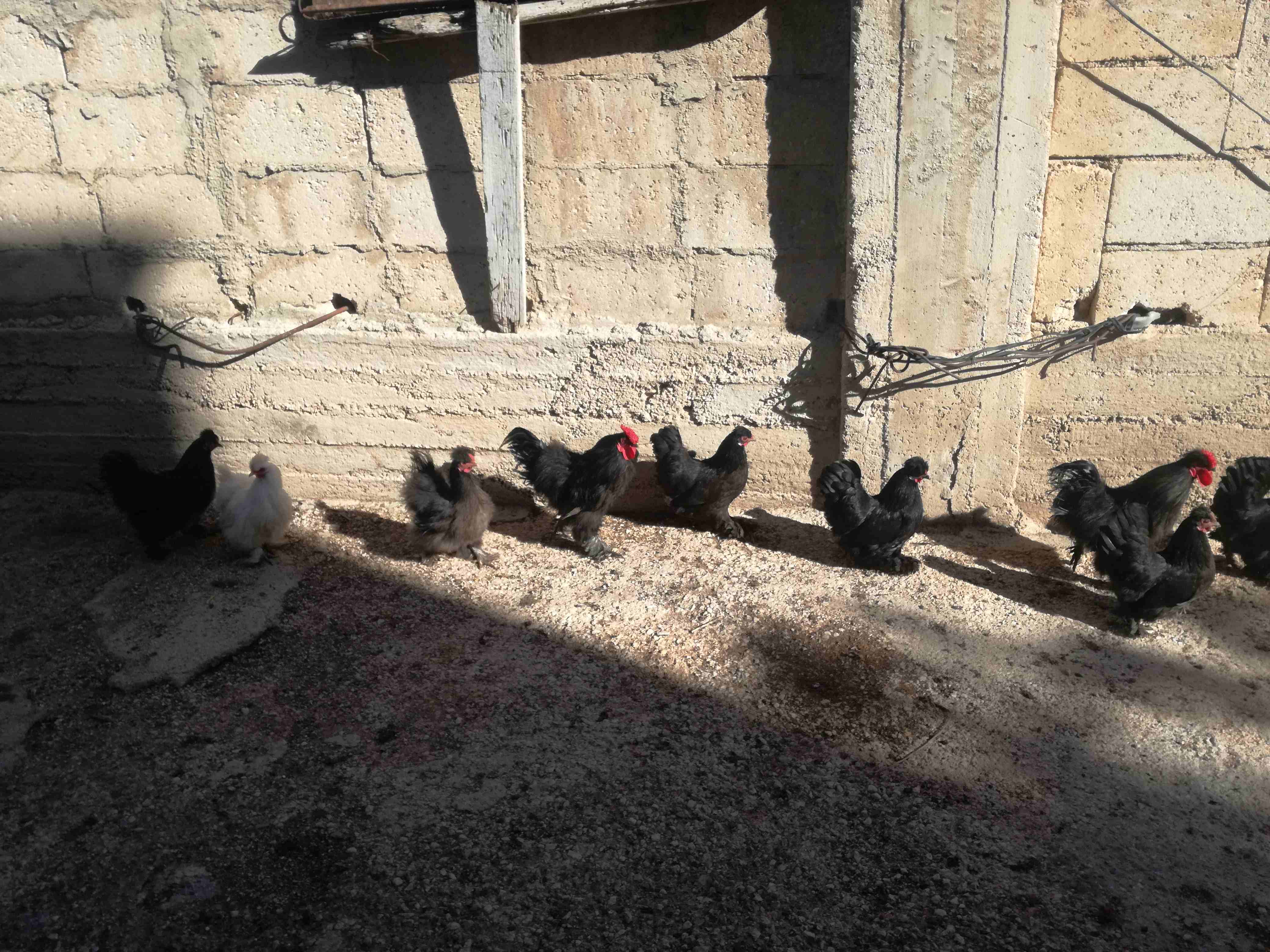 دجاج كوشن للبيع                                            


	 				لا تنسَ أنك شاهدت هذا الإعلان في عنكبوت            
	 				
                            دجاج كوشن للبيع0775522570

	 				رقم ال...