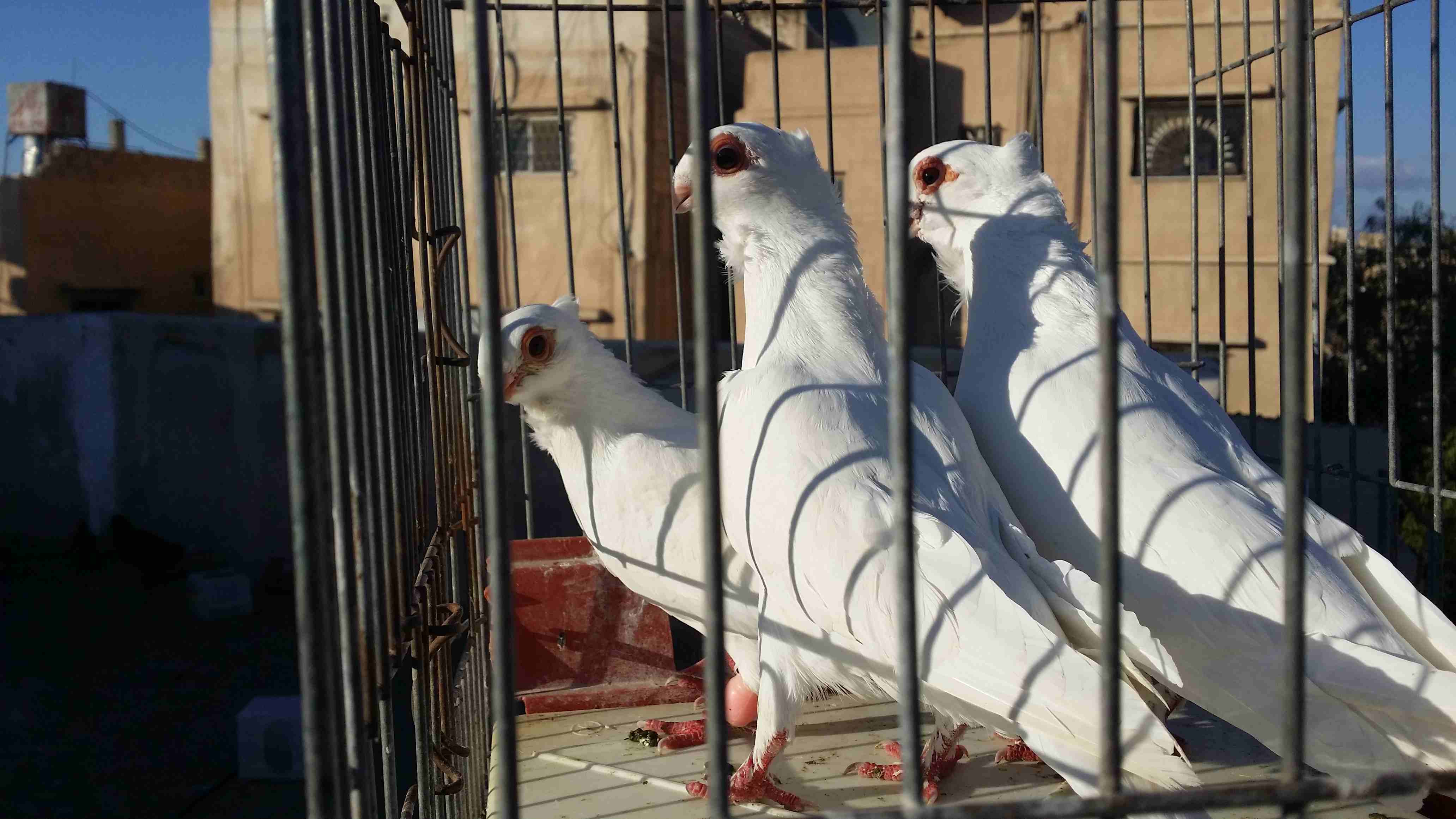 فحل بولندي مع فراخه
لا تنسَ أنك شاهدت هذا الإعلان في عنكبوت
فحل بولندي مع فراخه مخليف
تلفون 07851...