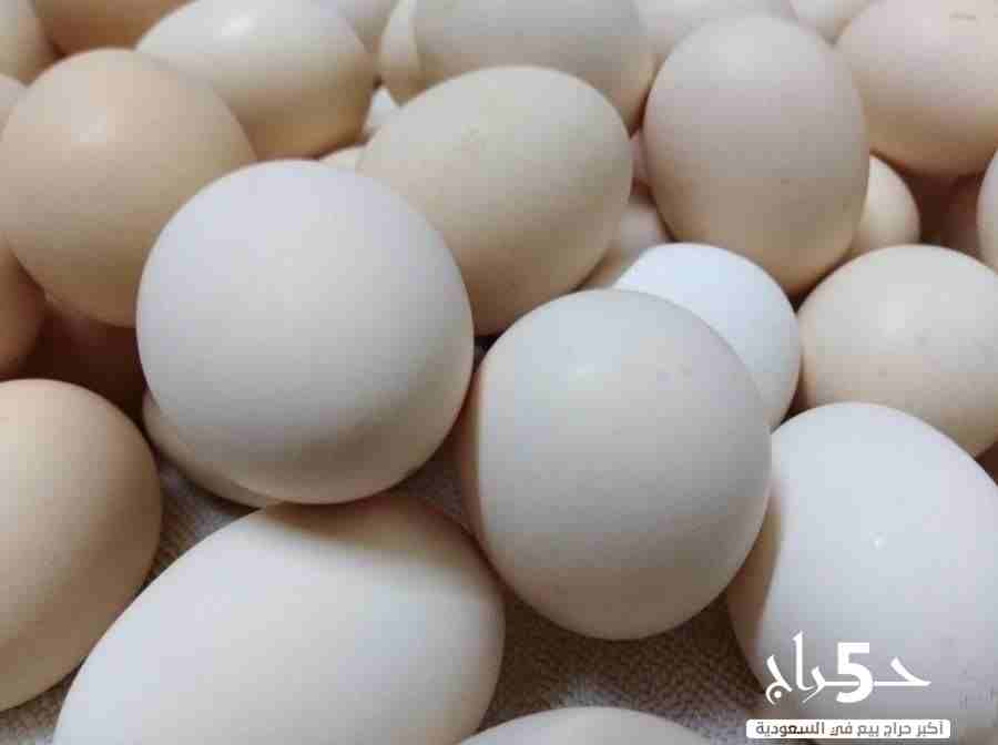 بيض دجاج بلدي                                            


	 				لا تنسَ أنك شاهدت هذا الإعلان في عنكبوت            
	 				
                            يتوفر بيض دجاج بلدي مخصب للأكل والتحضين سعر...