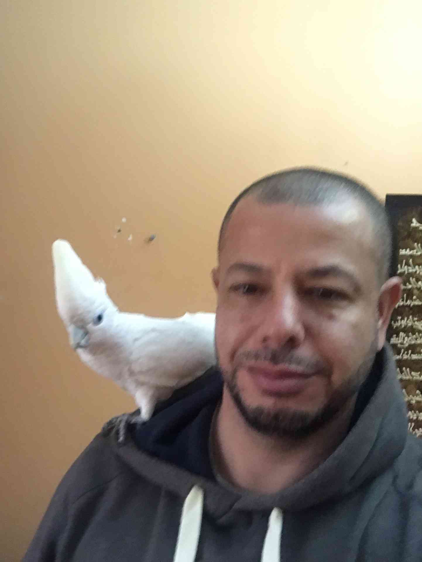 كوكاتو بلوقوفن اليف للبيع 300 دينار
لا تنسَ أنك شاهدت هذا الإعلان في عنكبوت
كوكاتو قوفن اليفه...