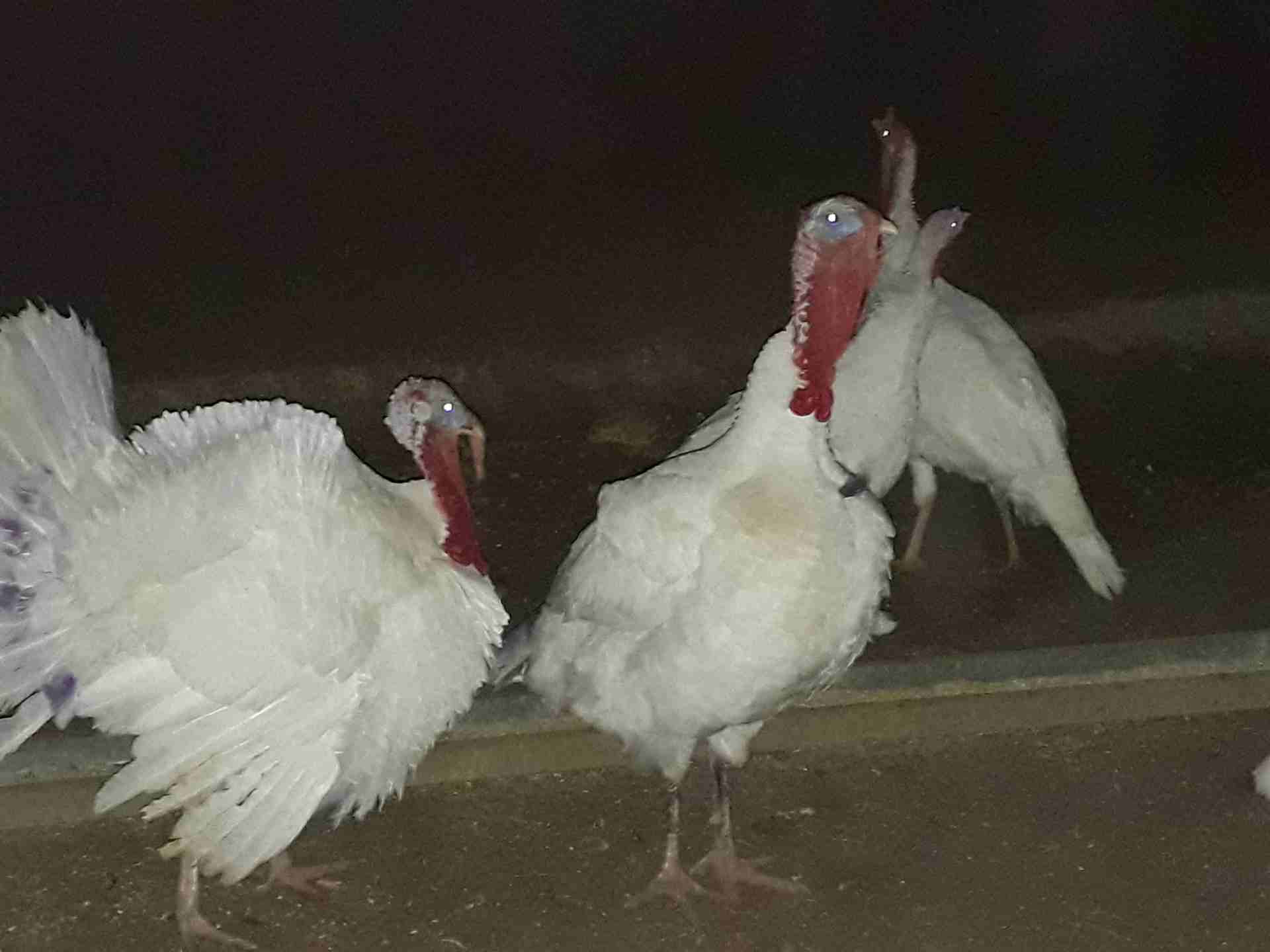 حبش للبيع عمان كوم كامل 4 فحل 10 انثي عمان
لا تنسَ أنك شاهدت هذا الإعلان في عنكبوت
0799854051 عمان 240 من الاخر...