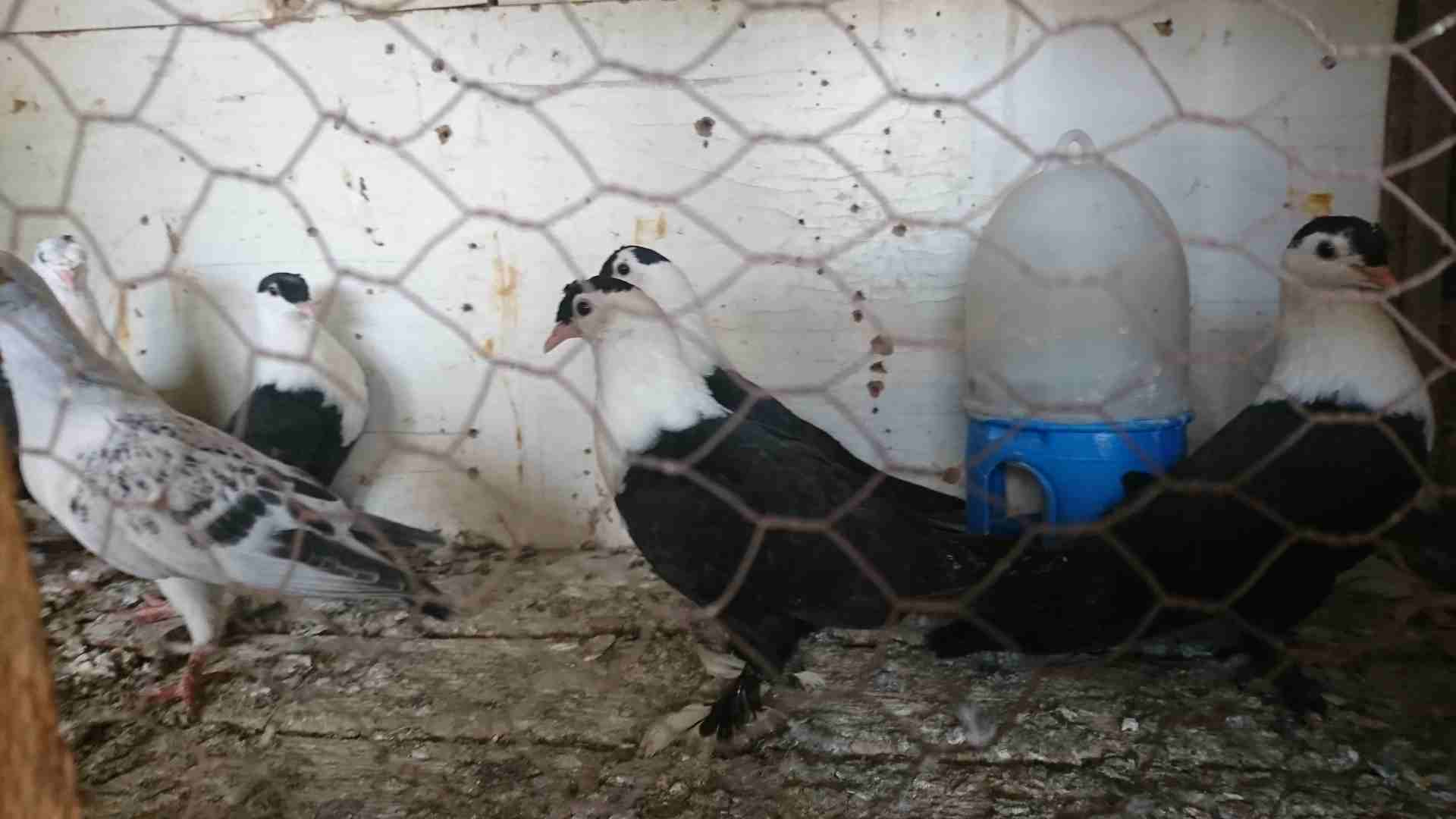فراخ شخاشلة بسعر البلاش للبيع
لا تنسَ أنك شاهدت هذا الإعلان في عنكبوت
7 فراخ شخاشلة سود صافيات غر...