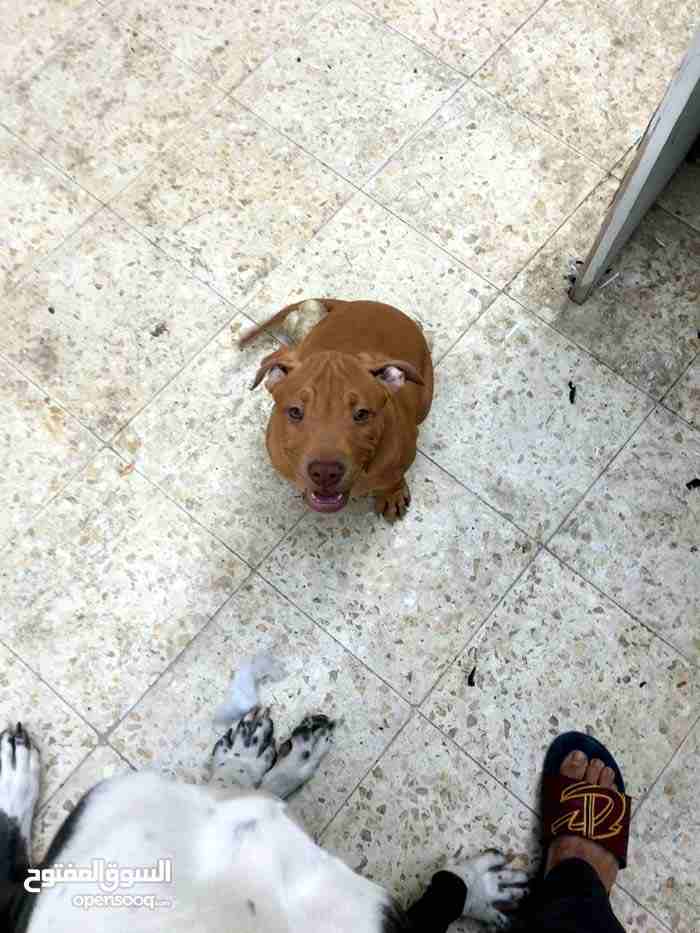 كلب اقساط                                            


	 				لا تنسَ أنك شاهدت هذا الإعلان في عنكبوت            
	 				
                            بحاله جيده                        

	 				رقم...