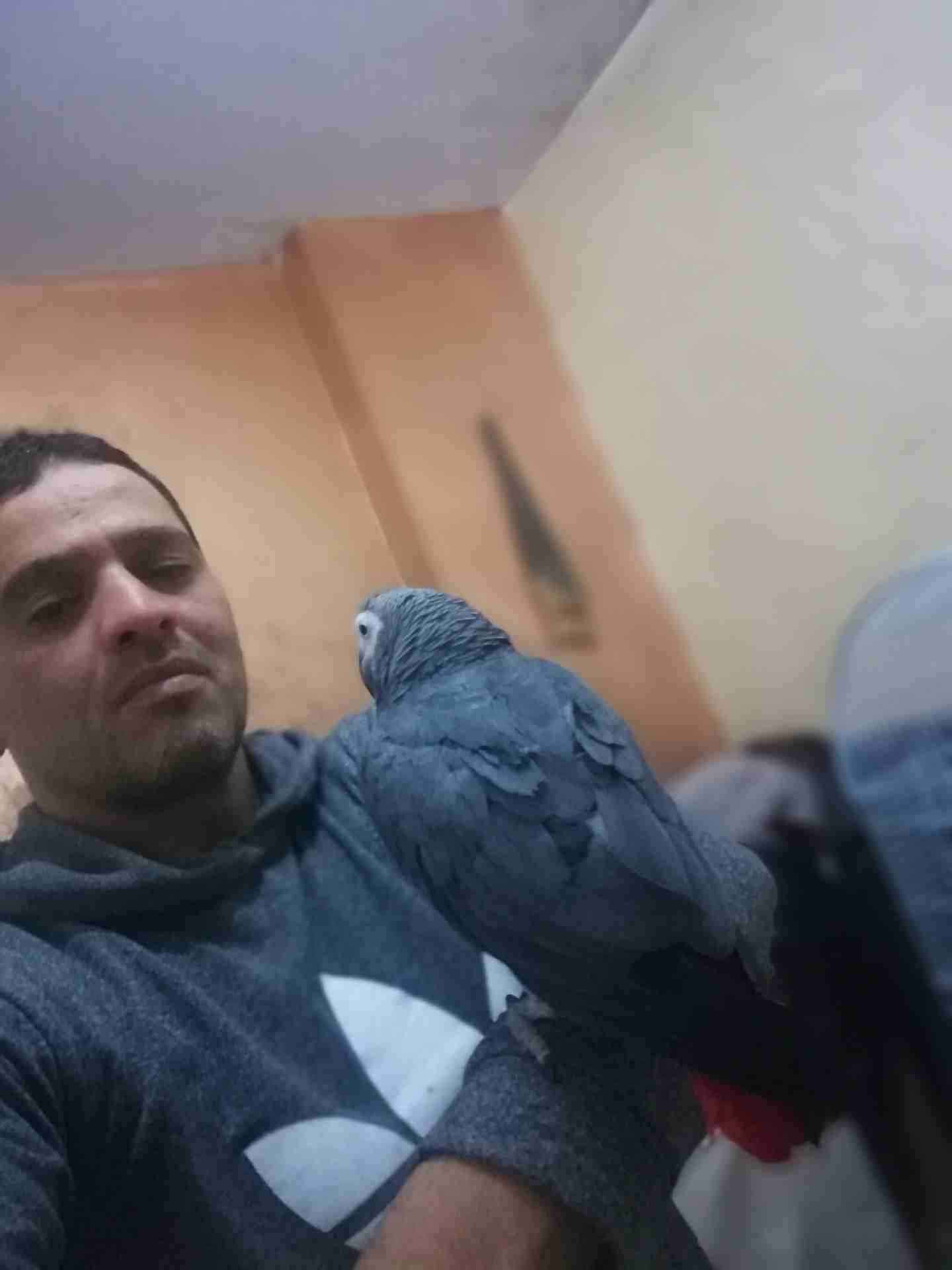 ببغاء كاسكو صيد متكلم بحدود 30كلمه مكفول                                            


	 				لا تنسَ أنك شاهدت هذا الإعلان في عنكبوت            
	 				
                            ببغاء كاسكو صيد...