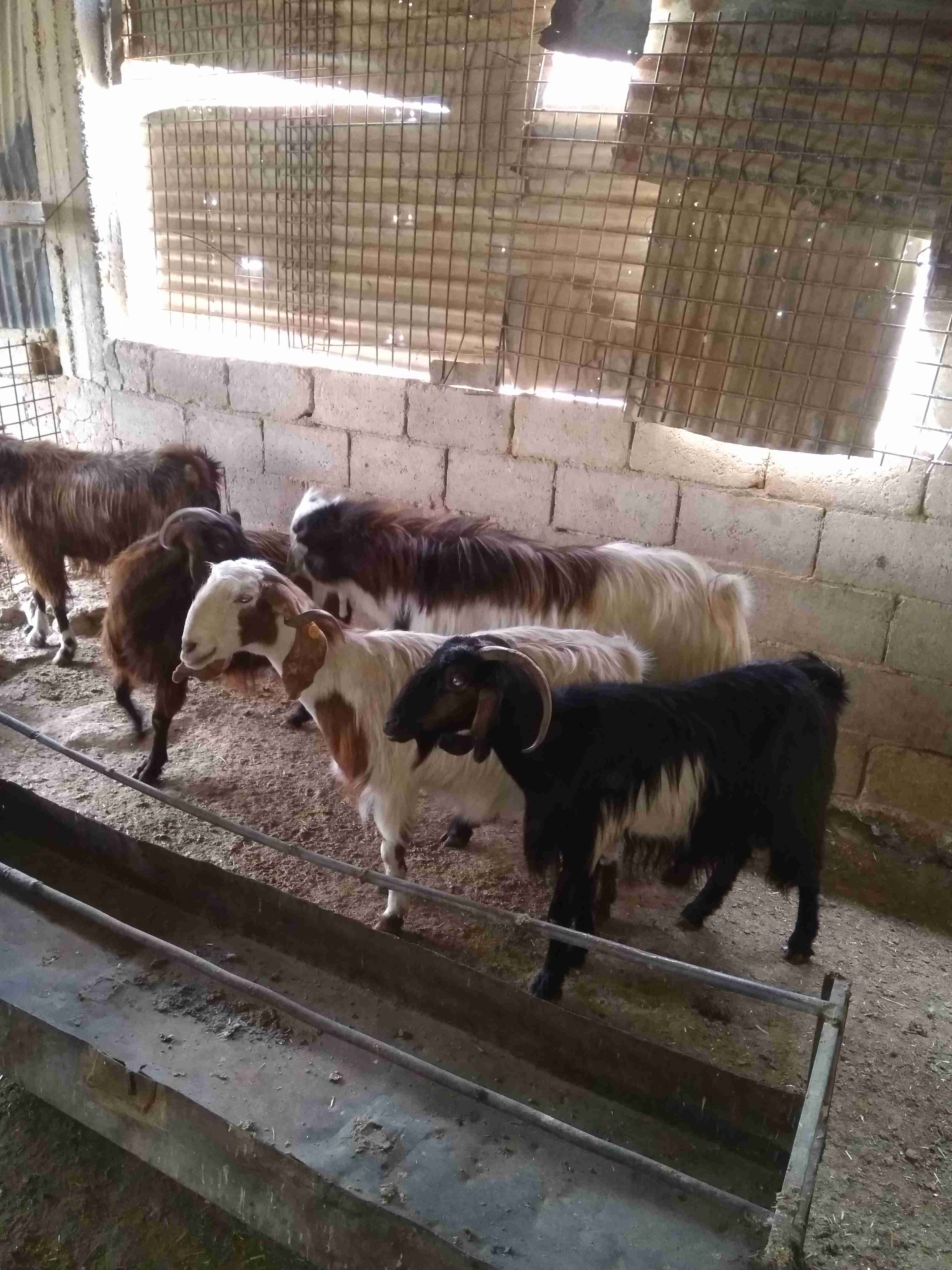 ثلاثة معزة معاشير وتيس رباع
لا تنسَ أنك شاهدت هذا الإعلان في عنكبوت
ثلاثة معزة ما شاء الله عل...
