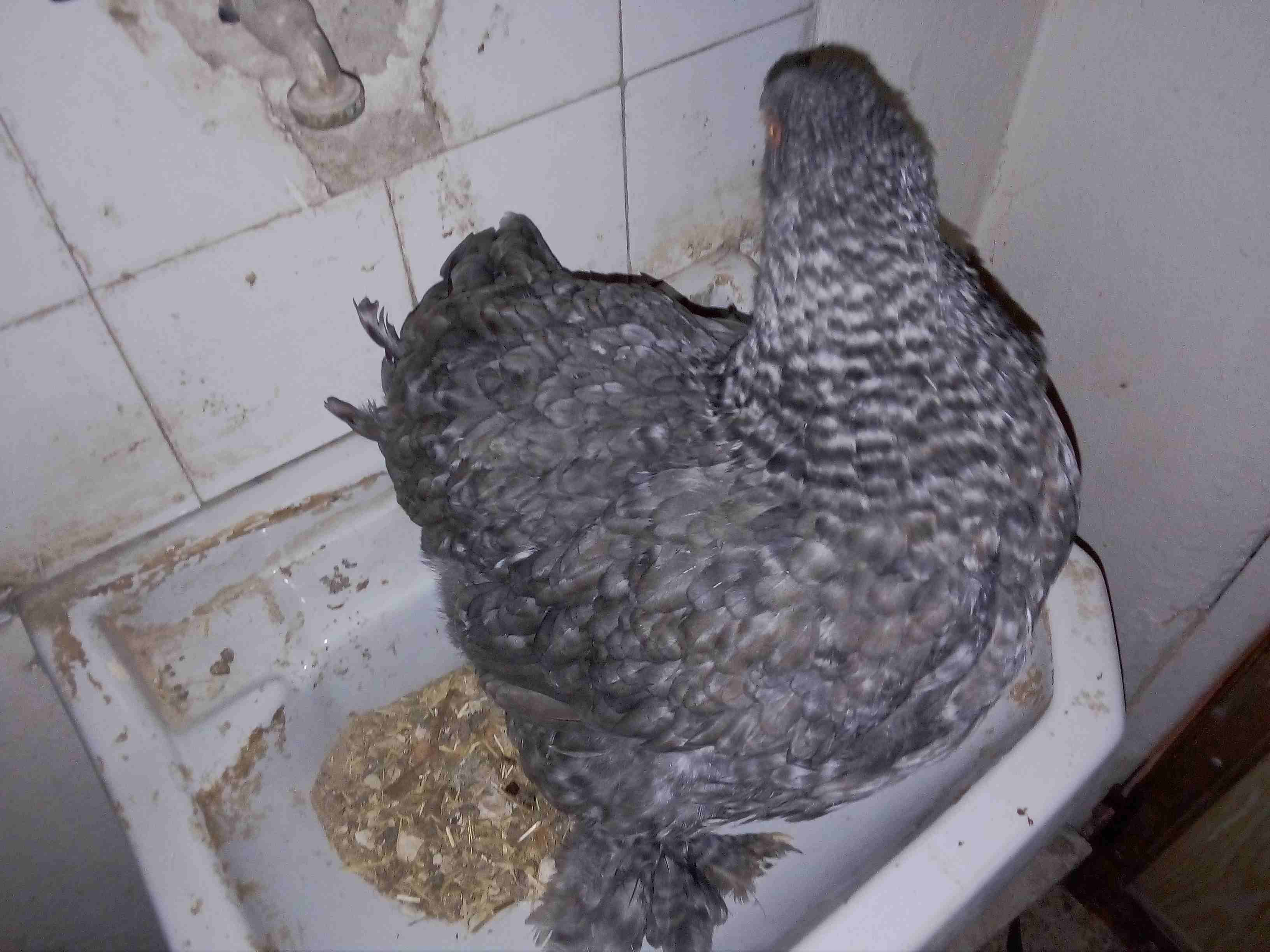 دجاج زينة (براهما) للبيع او للبدل على جوز دجاج زينة
لا تنسَ أنك شاهدت هذا الإعلان في عنكبوت
يوجد...