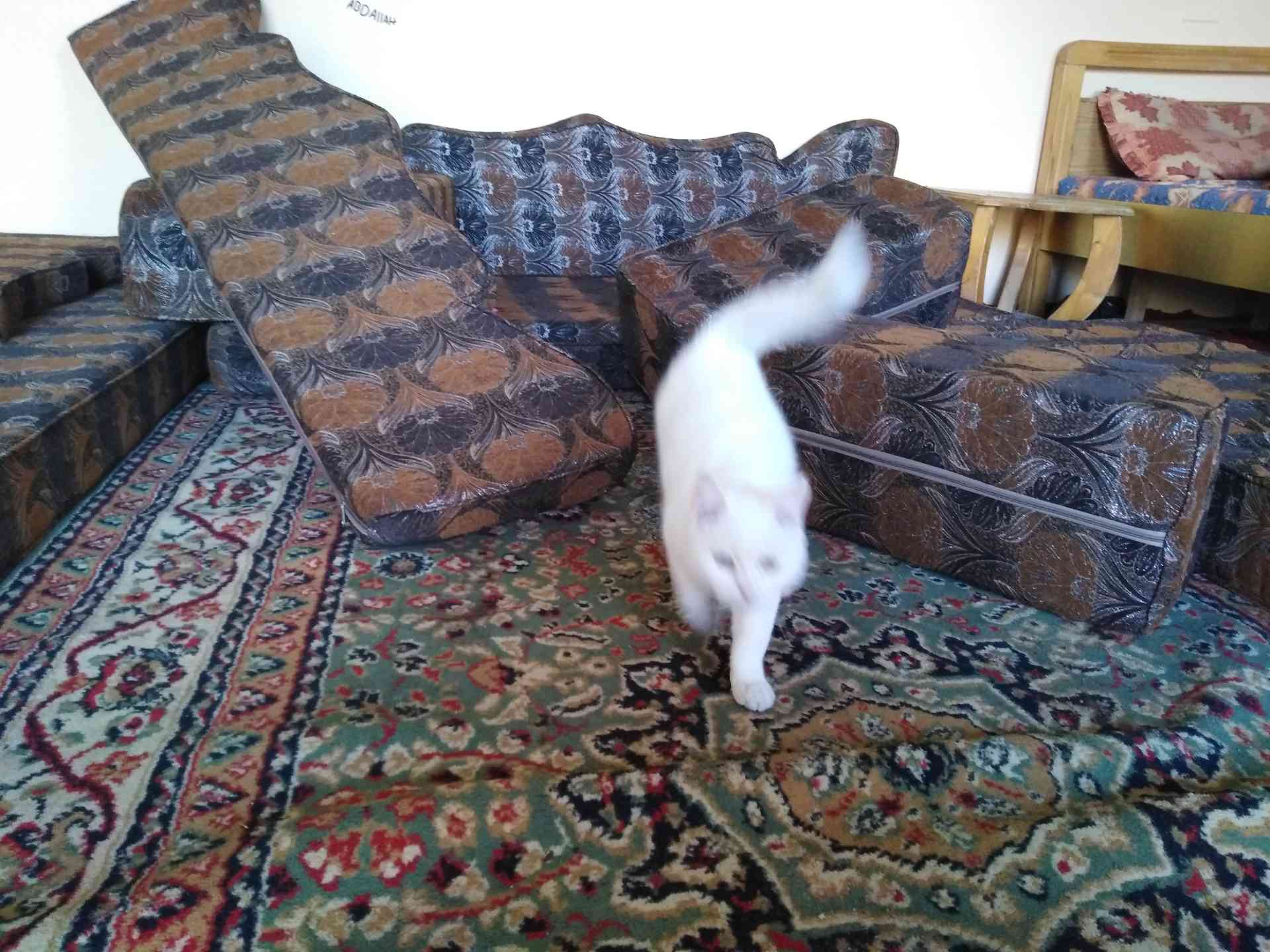 قط للبيع بداعي الدراسه                                            


	 				لا تنسَ أنك شاهدت هذا الإعلان في عنكبوت            
	 				
                                قط حلو ولعب واليف كثير...