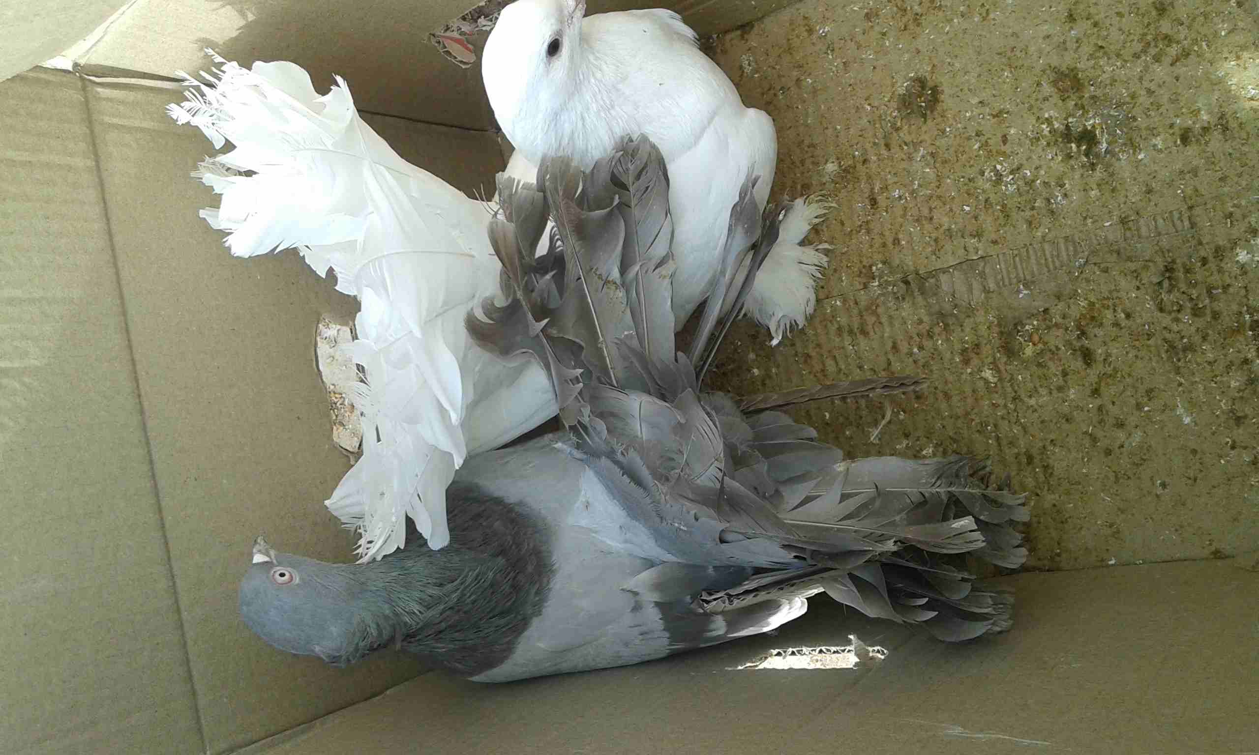 جوز هزاز للبيع                                            


	 				لا تنسَ أنك شاهدت هذا الإعلان في عنكبوت            
	 				
                            للبيع للجادين فقط للاستفسار الاتصال أو على...