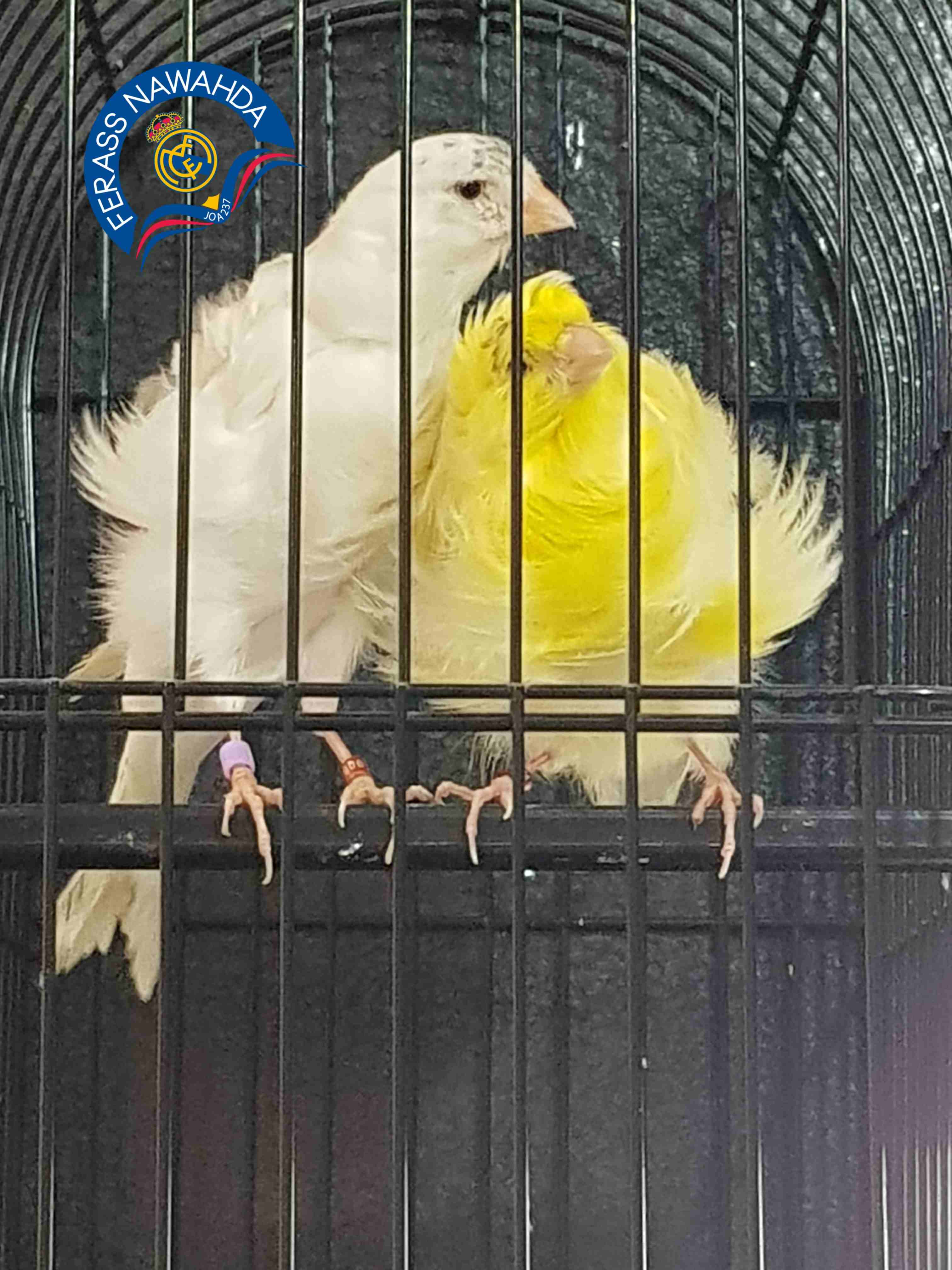 كنار بادوفان
لا تنسَ أنك شاهدت هذا الإعلان في عنكبوت
بسم الله الرحمن الرحيم ...
جوز للبيع ... ((...