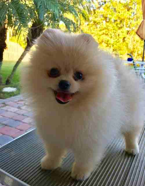 White Pomeranian puppies Looking for good home
لا تنسَ أنك شاهدت هذا الإعلان في عنكبوت
1 female a...