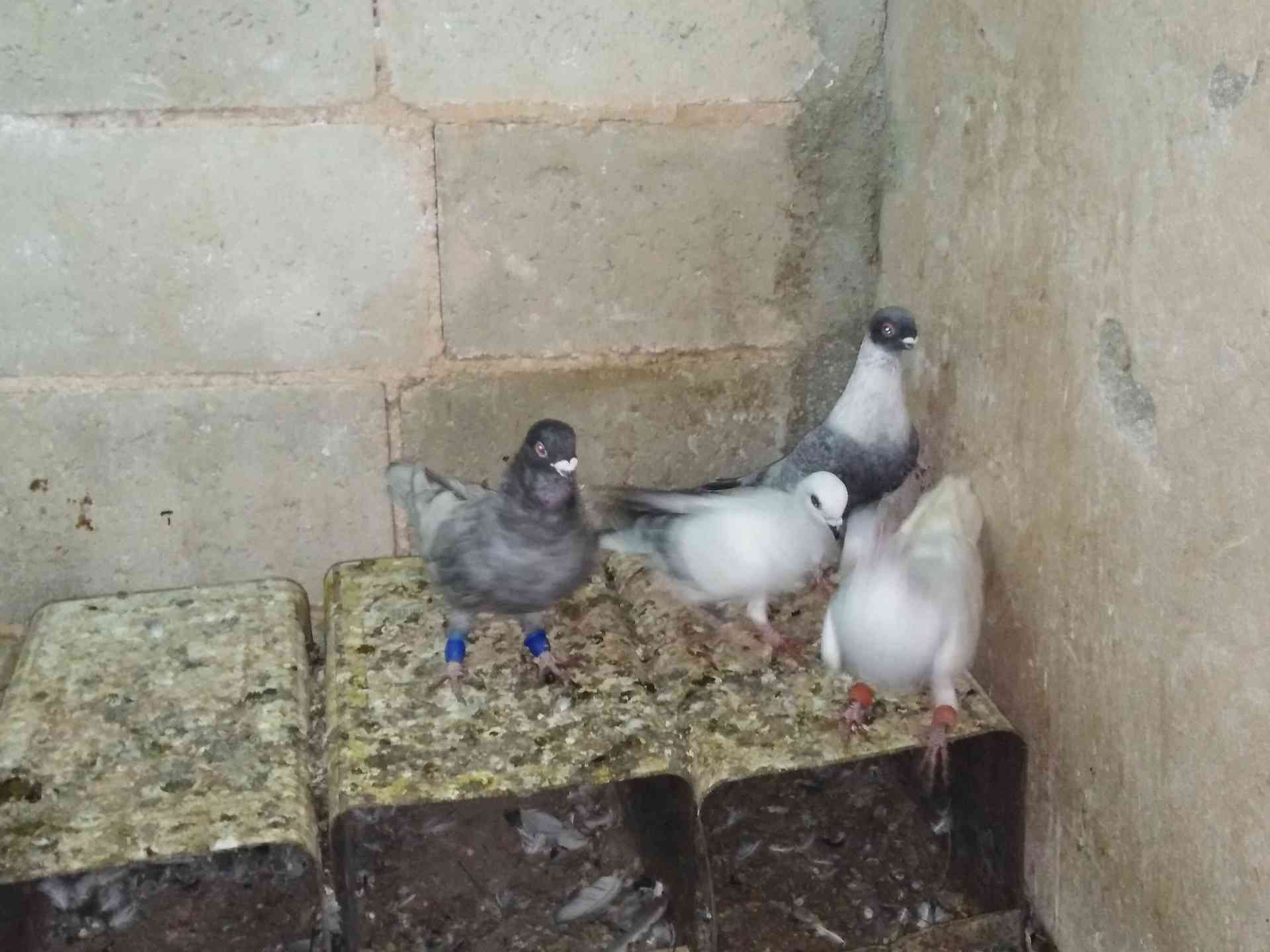 حمام للبيع
لا تنسَ أنك شاهدت هذا الإعلان في عنكبوت
بسم الله الرحمن الرحيم
9 طيور فيهم جةزين ج...