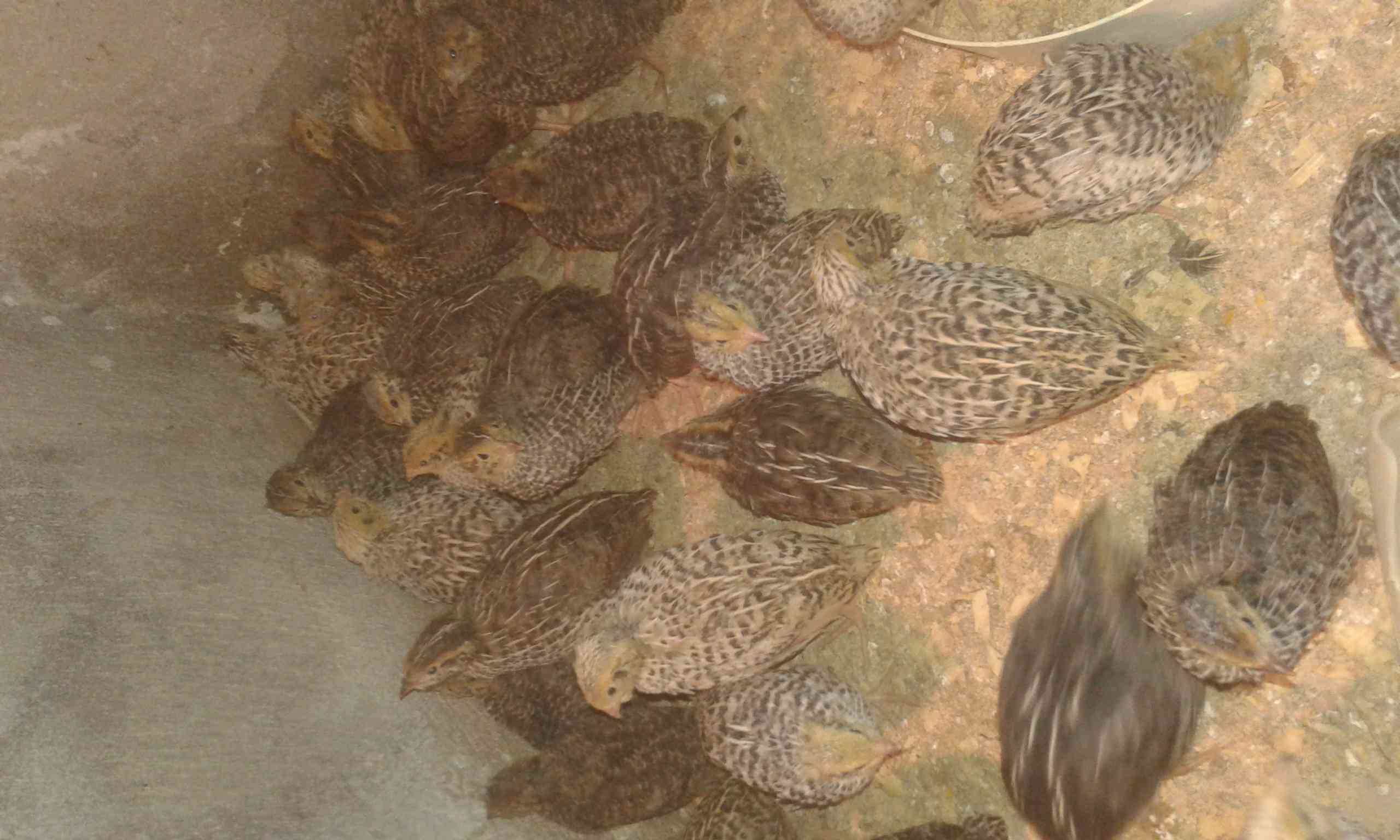 طير الفري غذاء الملوك .
لا تنسَ أنك شاهدت هذا الإعلان في عنكبوت
عمر فوق الشهر ونصف بياض الجوز...