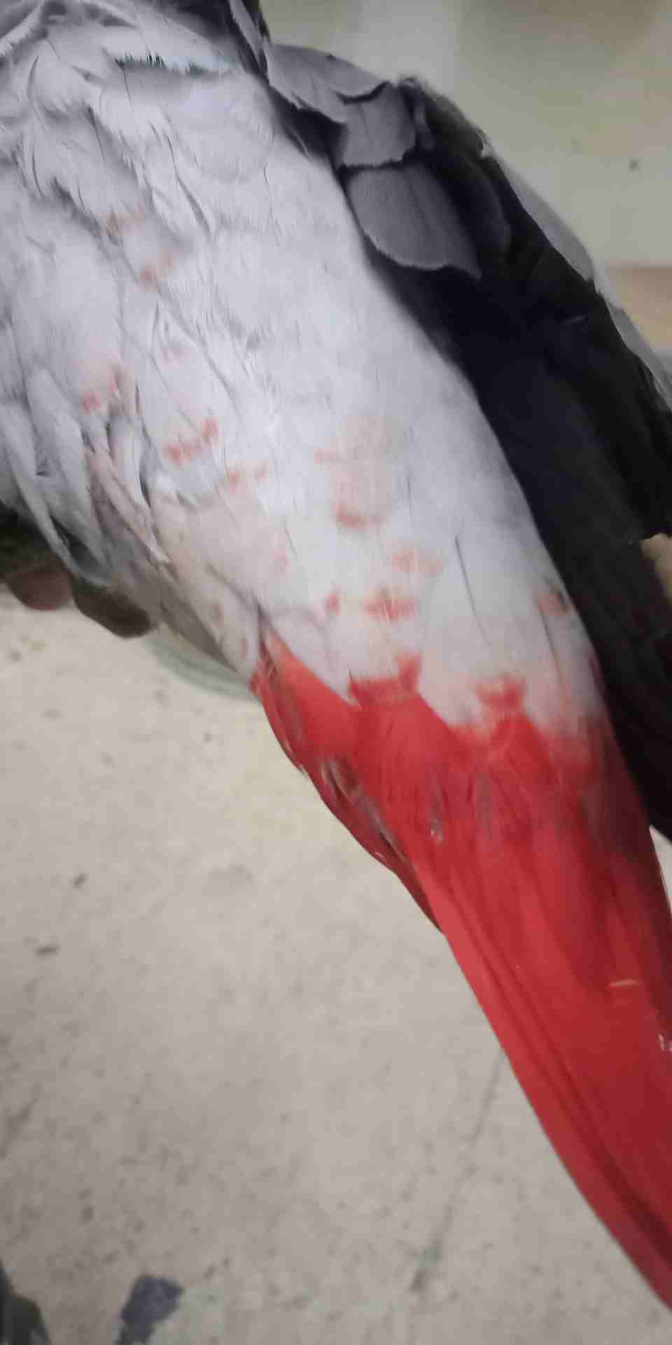 فرخ كاسكو مزرعه حجل ذهبي راس طير حجم جامبو ثوب ثلجي جناح كامل #فيه_طفره_حمره عين
لا تنسَ أنك شاهدت هذا الإعلان في عنكبوت...