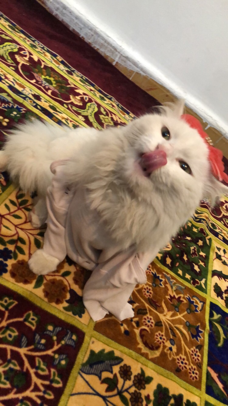 بسه شرازي للبيع البسه انثى                                            


	 				لا تنسَ أنك شاهدت هذا الإعلان في عنكبوت            
	 				
                                بسه شرازي انثى عيون لون اص...