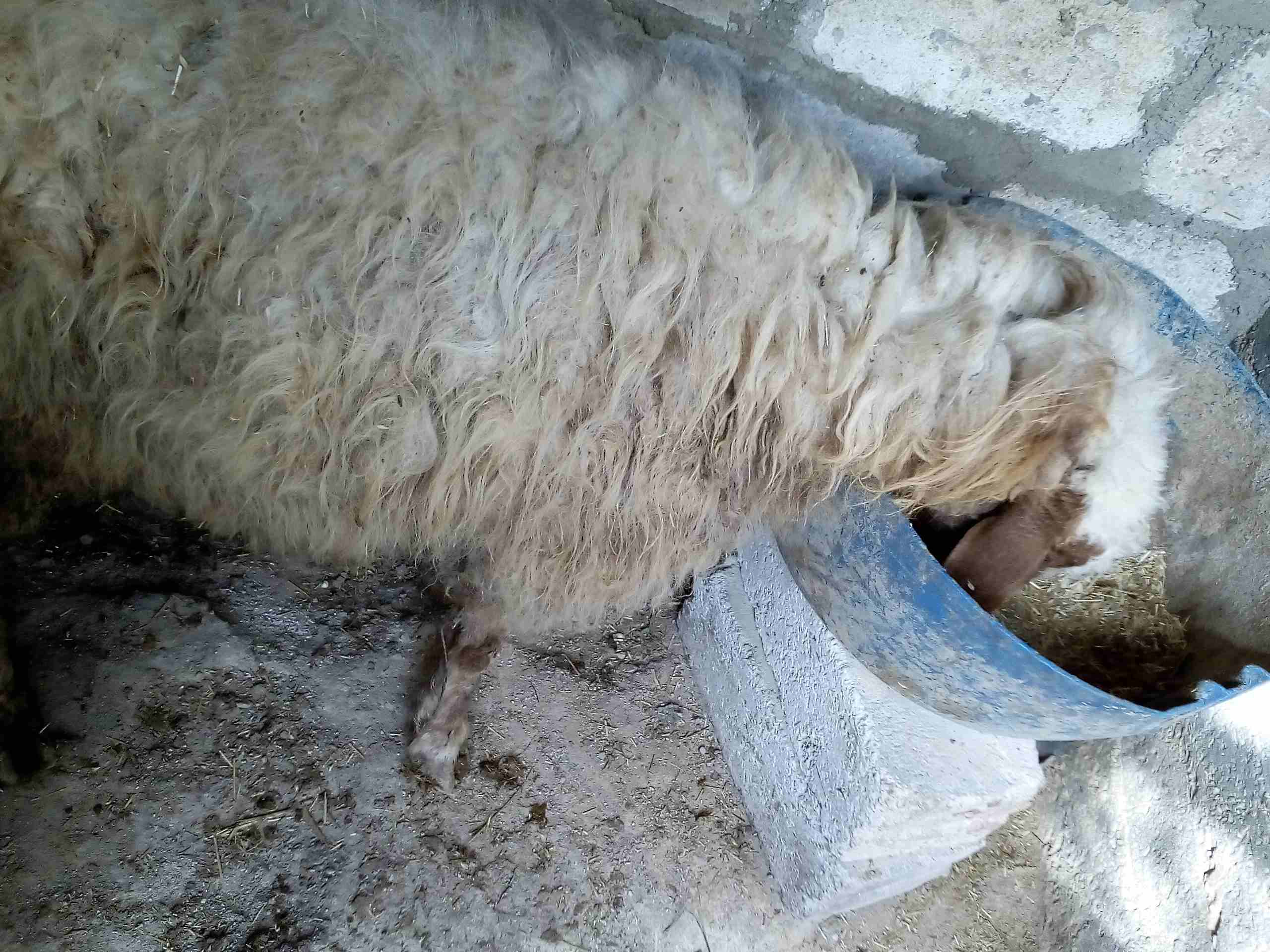 بسم الله
لا تنسَ أنك شاهدت هذا الإعلان في عنكبوت
يوجد نعجة سن نظيف صحة ونظافة والله اعلم عشار ا...