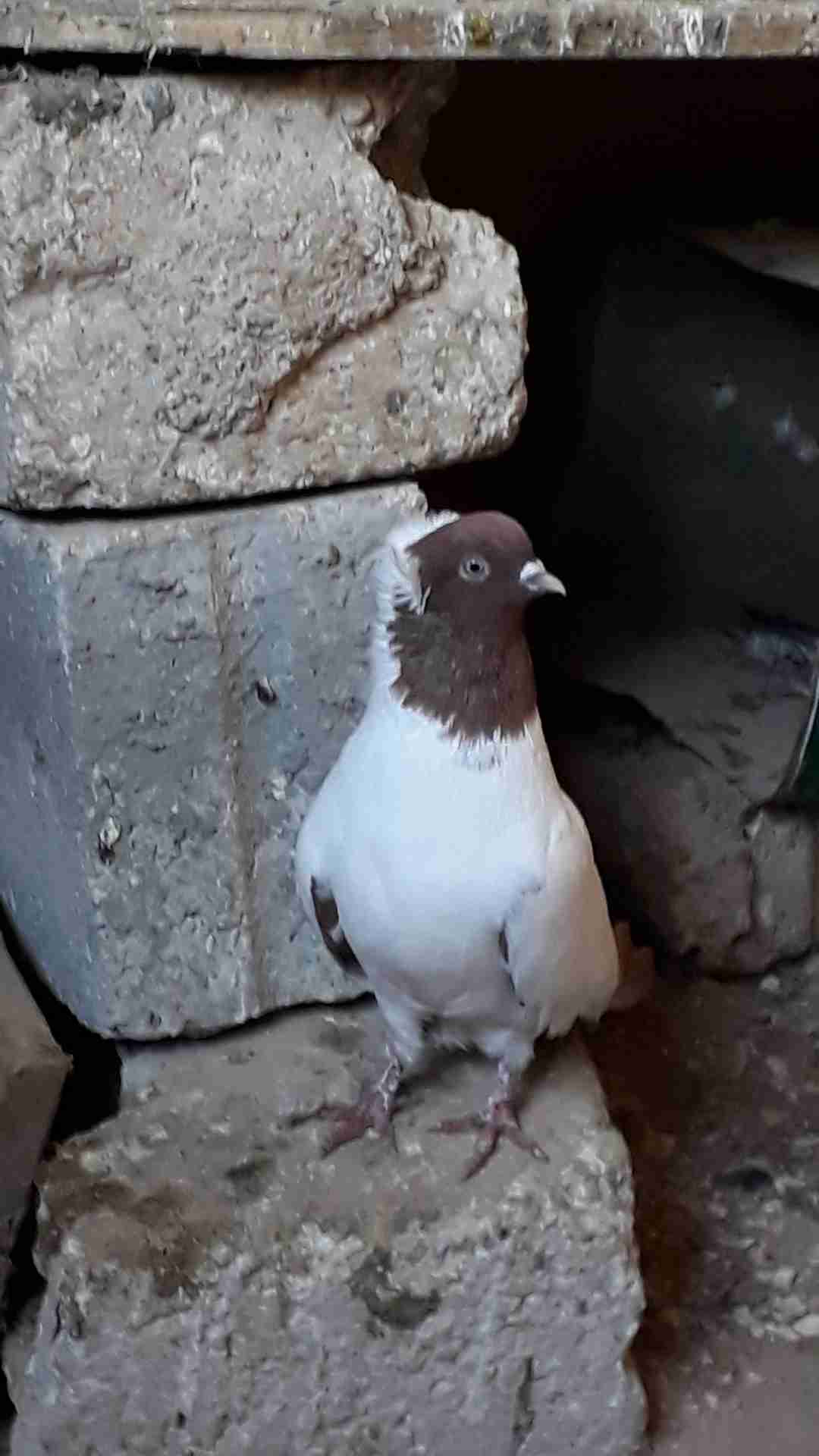 البيع جوز ارباش احمر ع صفرا
لا تنسَ أنك شاهدت هذا الإعلان في عنكبوت
للبيع جوز ارباش احمر ع صف...
