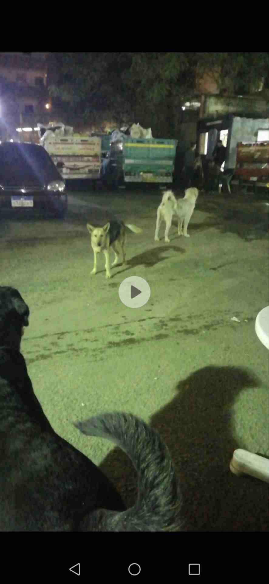 ذكر Rottweiller للبيع 10 شهور                                            


	 				لا تنسَ أنك شاهدت هذا الإعلان في عنكبوت            
	 				
                                بسم الله ما شاء الله لا...
