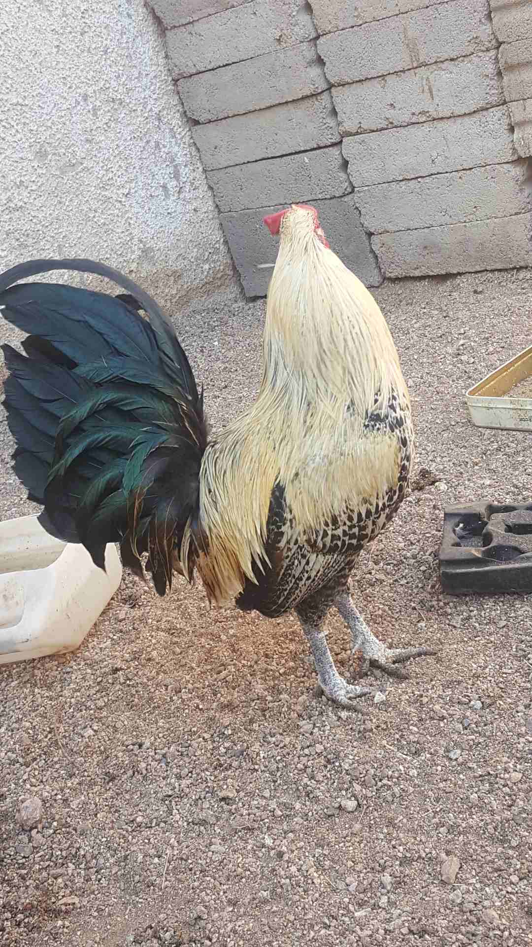 ديوك فححول للبيع
لا تنسَ أنك شاهدت هذا الإعلان في عنكبوت
ديك بلدي
ديك مصري فيومي
ممكن للبدل على...