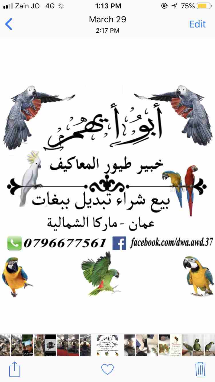 خبير طيور المعاكيف ابو ايهم
لا تنسَ أنك شاهدت هذا الإعلان في عنكبوت
بيع شراء تبديل ترويض علاج ق...
