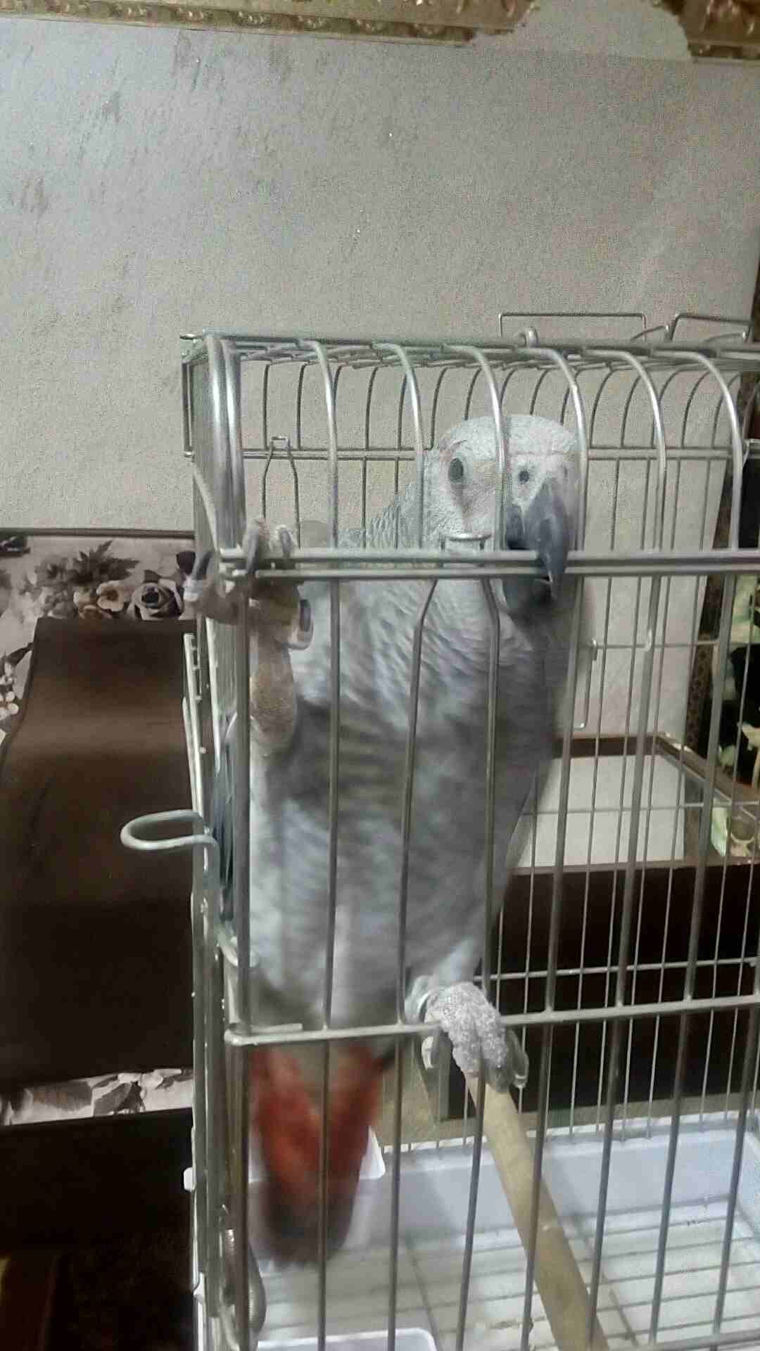 ببغاء كاسكو                                            


	 				لا تنسَ أنك شاهدت هذا الإعلان في عنكبوت            
	 				
                            ببغاء كاسكو مزرعه حجل فضي حجم جامبو عين سكني...