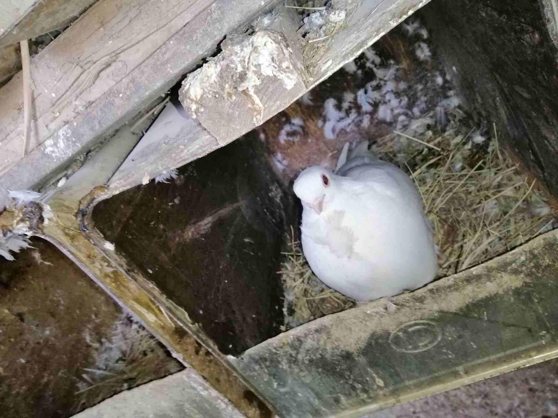 حمام للبيع عمان البنيات                                            


	 				لا تنسَ أنك شاهدت هذا الإعلان في عنكبوت            
	 				
                            حمام بلدي عدد 20 زوج
حمام بولندي...