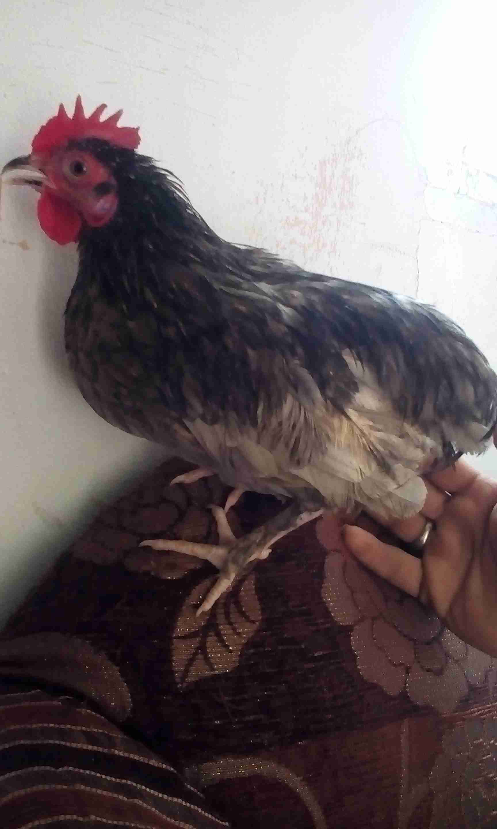 فراخ ديوك عمر ست شهور                                            


	 				لا تنسَ أنك شاهدت هذا الإعلان في عنكبوت            
	 				
                                بينهم براهمي ديك واحد...