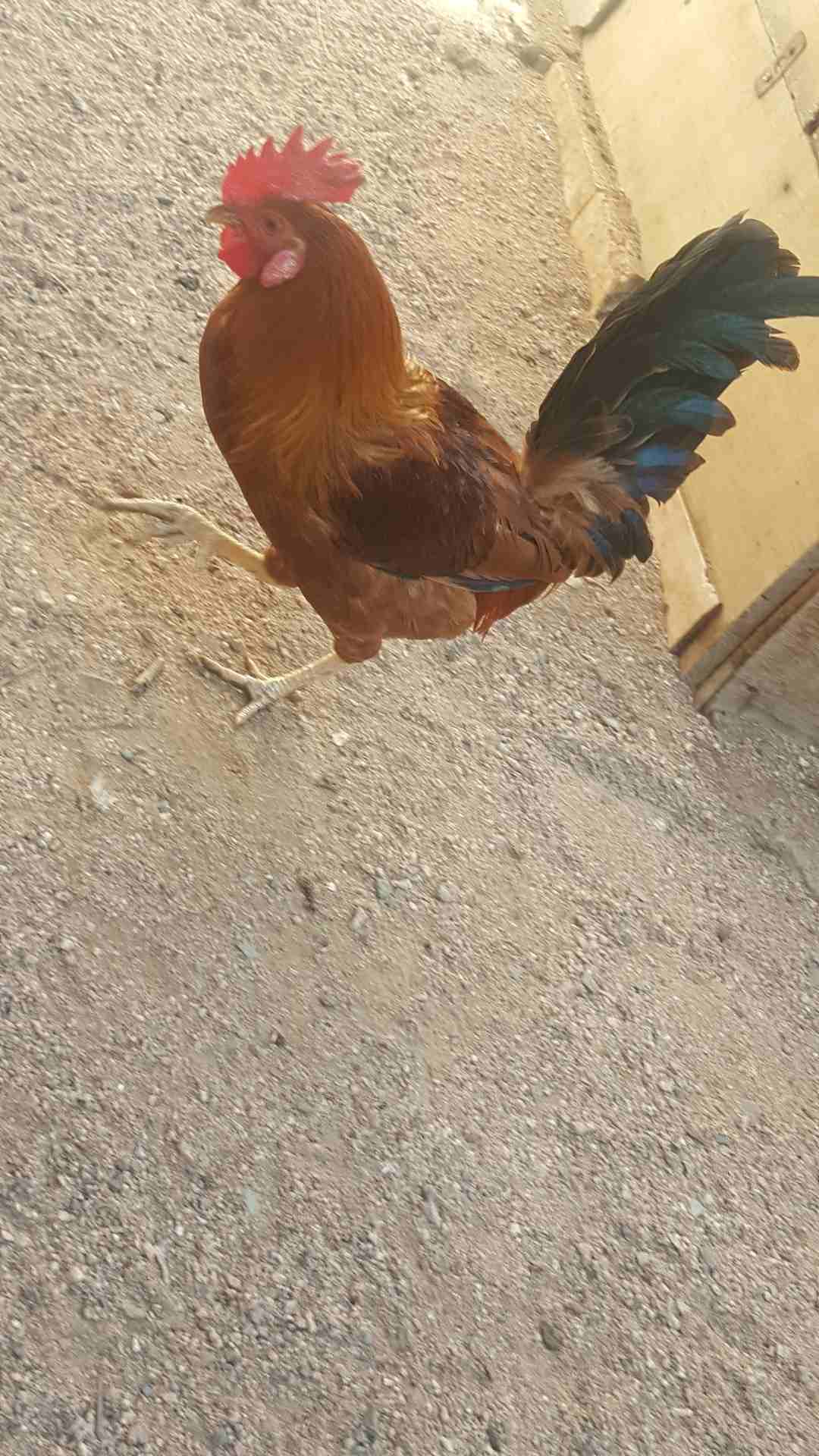 ديوك فححول للبيع
لا تنسَ أنك شاهدت هذا الإعلان في عنكبوت
ديك بلدي
ديك مصري فيومي
ممكن للبدل على...