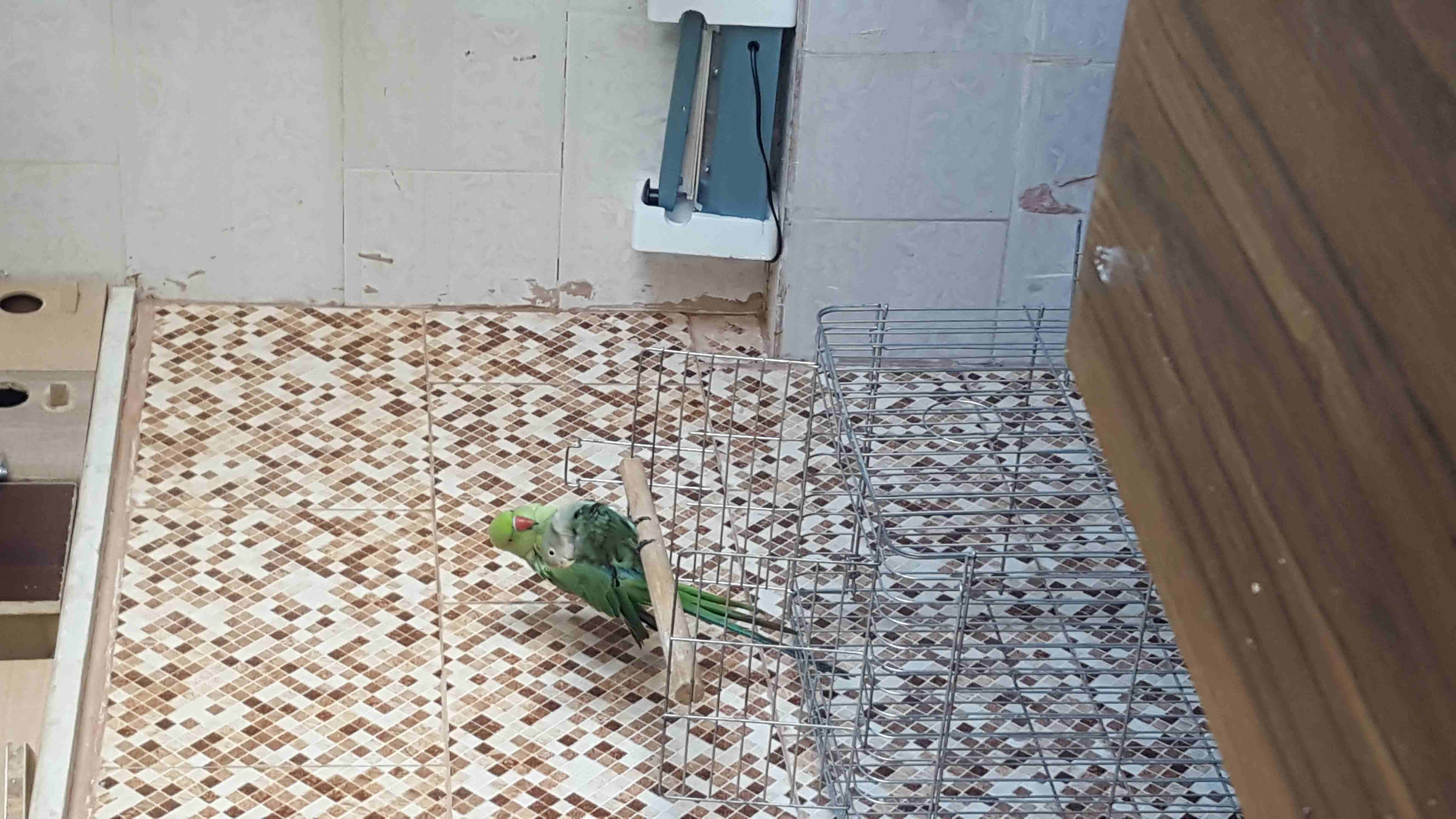 عرووووووووووض ناااااااااار
لا تنسَ أنك شاهدت هذا الإعلان في عنكبوت
حبه دره اليفه صحه ونظافه لل...