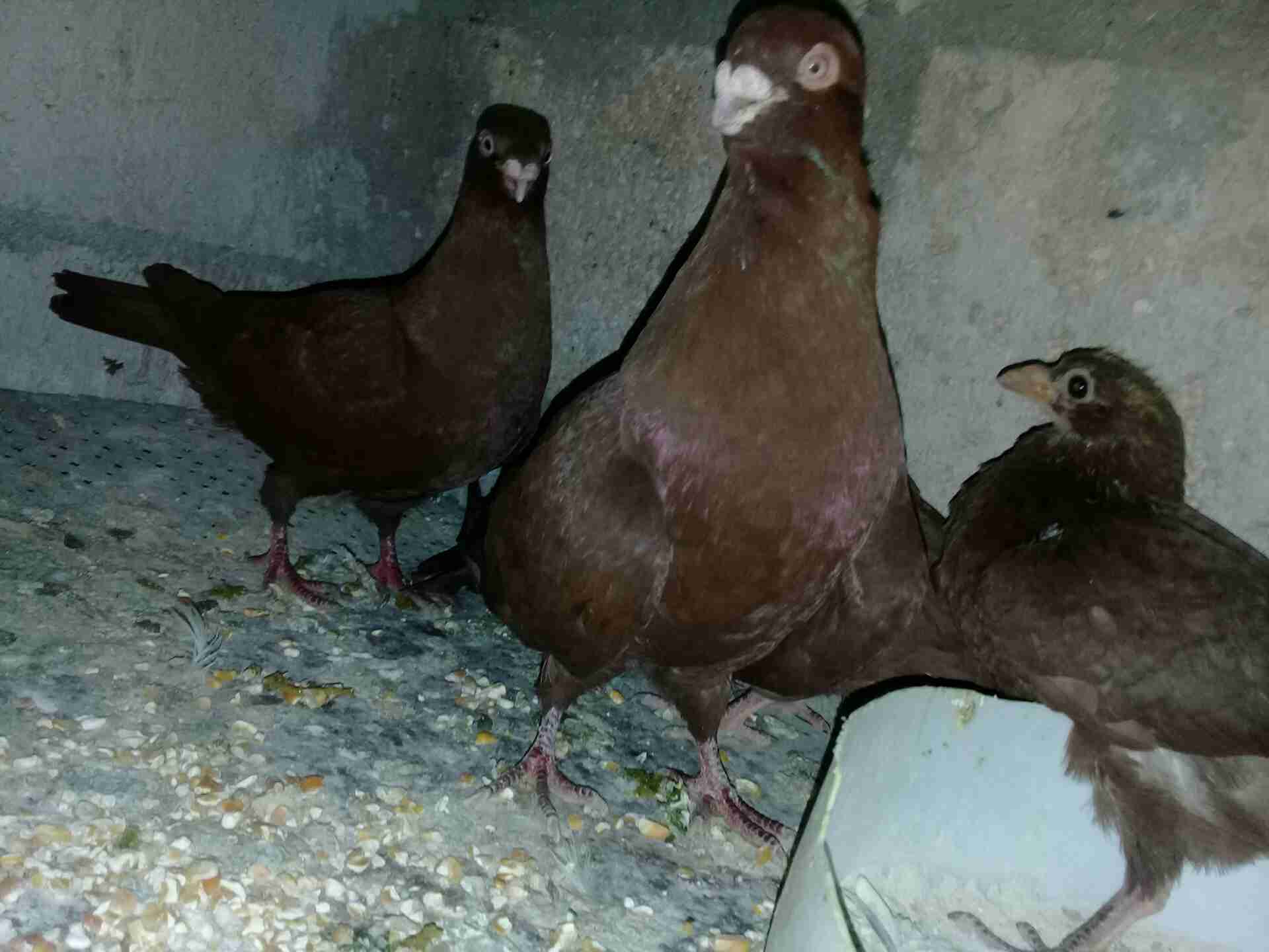 حمام للبيع او بدل
لا تنسَ أنك شاهدت هذا الإعلان في عنكبوت
7 جواز حمام شغلات اشي معو فراخ واشي...