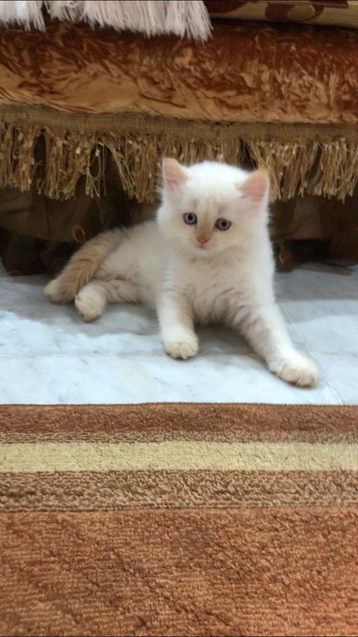 Himalayan kitten available for sale                                            


	 				لا تنسَ أنك شاهدت هذا الإعلان في عنكبوت            
	 				
                                A beautiful kitte...