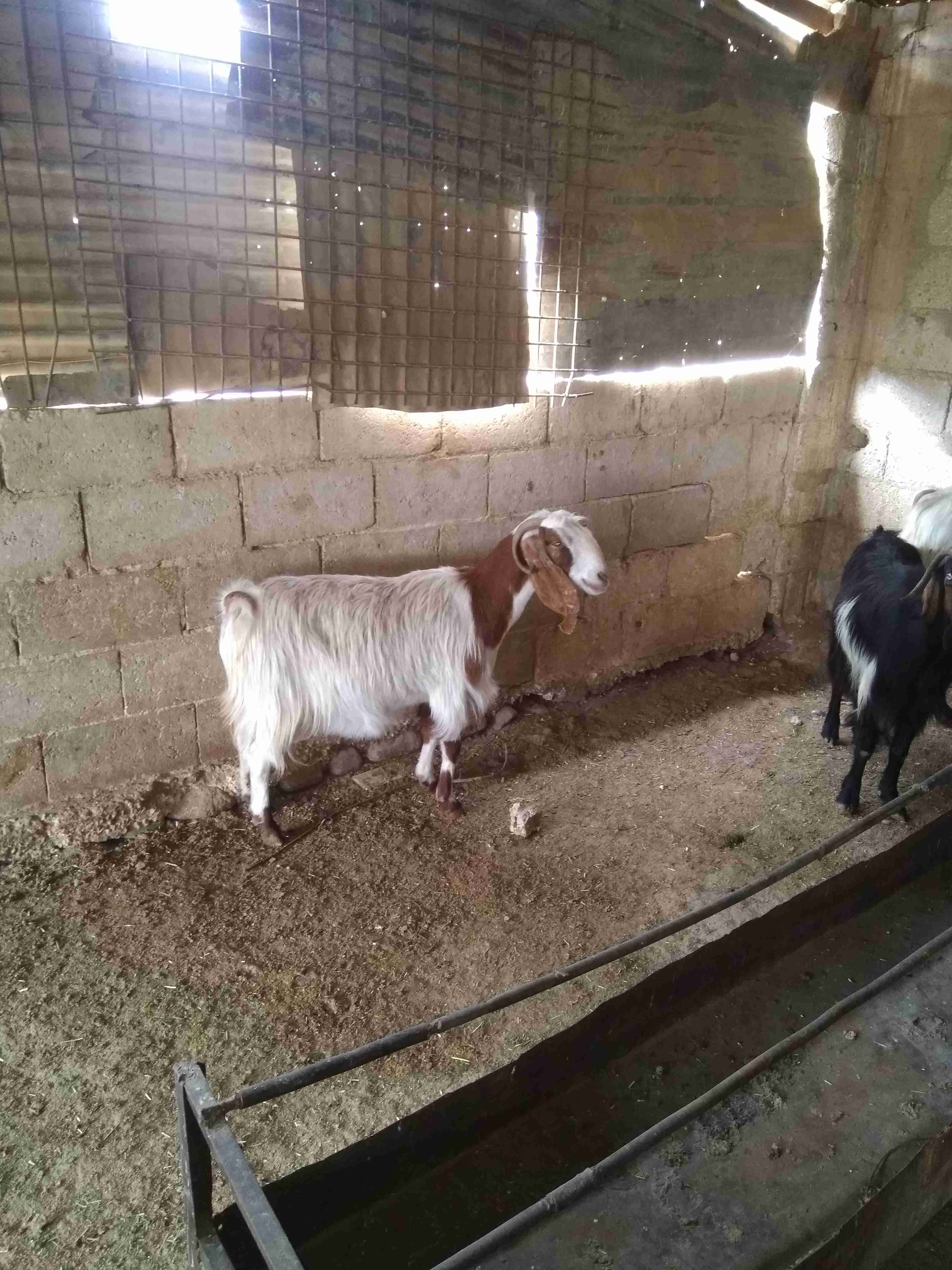 ثلاثة معزة معاشير وتيس رباع
لا تنسَ أنك شاهدت هذا الإعلان في عنكبوت
ثلاثة معزة ما شاء الله عل...
