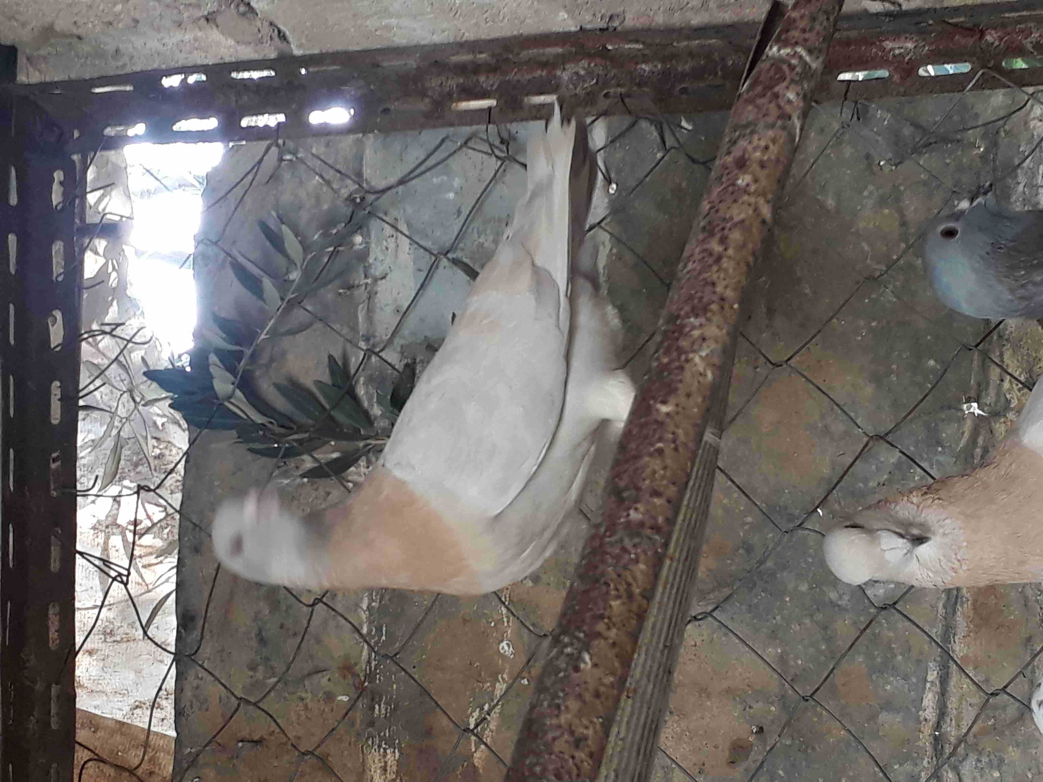 حمام للبيع او للبدل
لا تنسَ أنك شاهدت هذا الإعلان في عنكبوت
خمس جواز ريحاني حبات ضخمه وفرخه وزغلو...