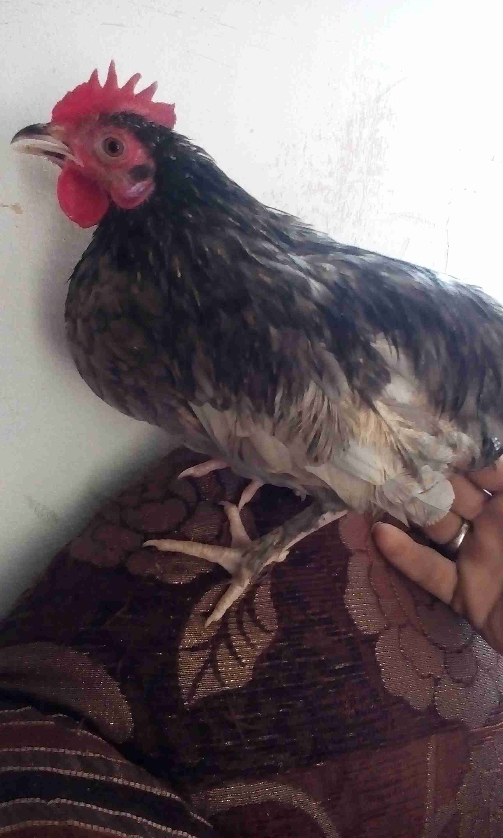 ديوك فراخ كل ديك بسعر 3                                            


	 				لا تنسَ أنك شاهدت هذا الإعلان في عنكبوت            
	 				
                                عمر ست شهور...